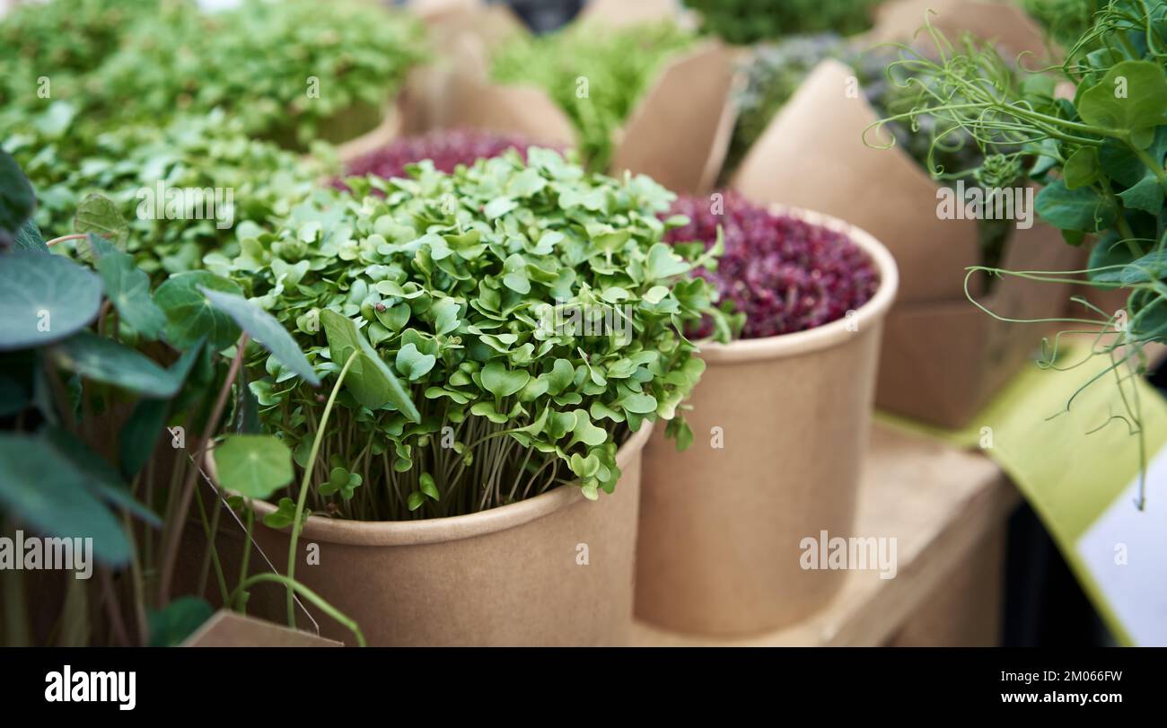 Broccoli, nasturzio da giardino e microgreens o germogli di amaranto venduti sul mercato degli agricoltori Foto Stock