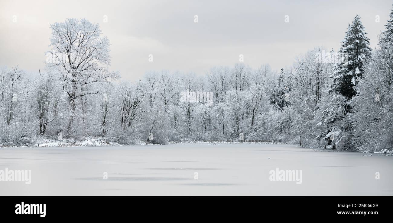 Lago coperto di ghiaccio circondato da alberi con neve sui rami in inverno Foto Stock