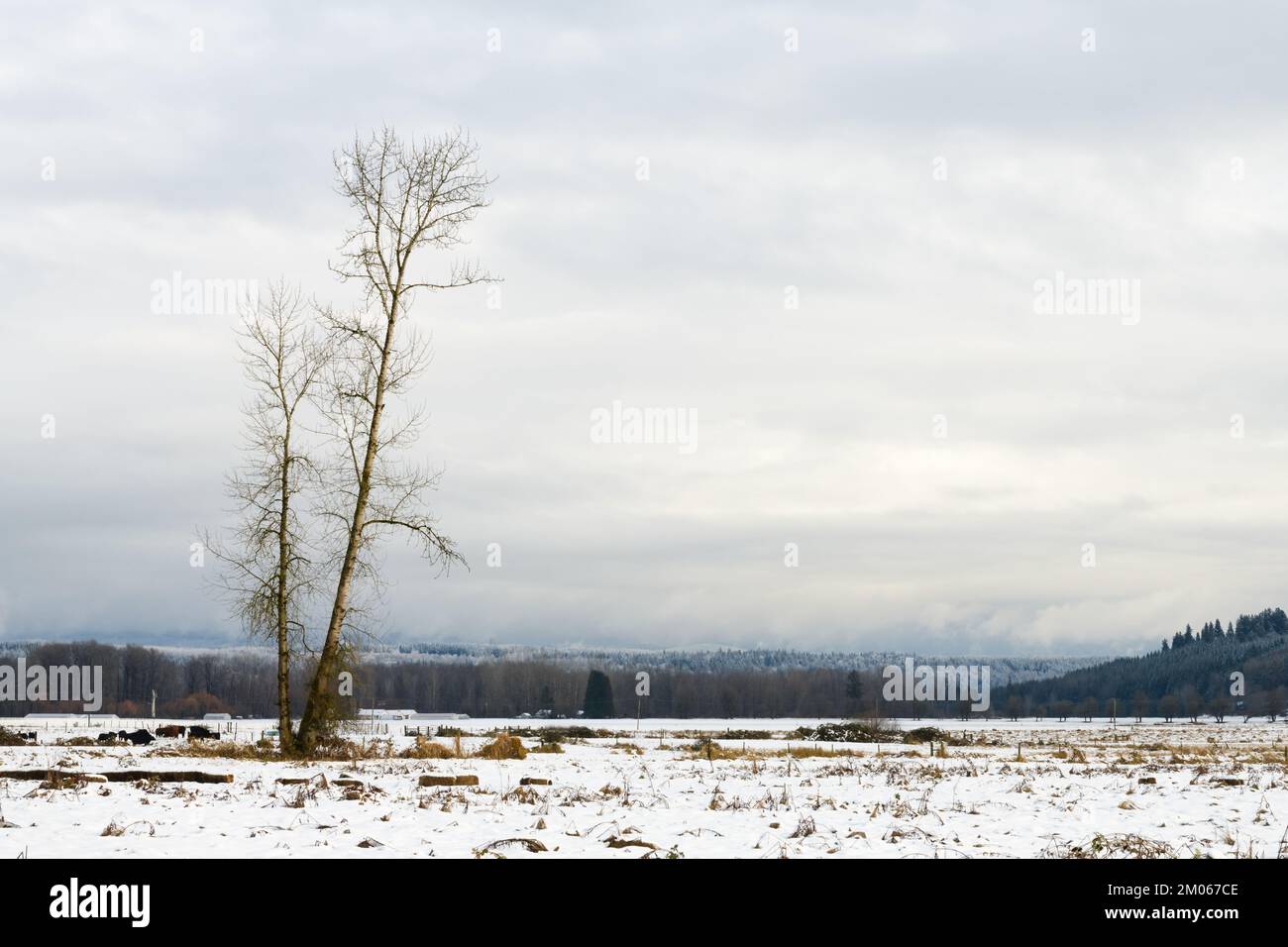 Albero isolato in Val di Snoqualmie con neve sul terreno agricolo e un ampio cielo nuvoloso Foto Stock