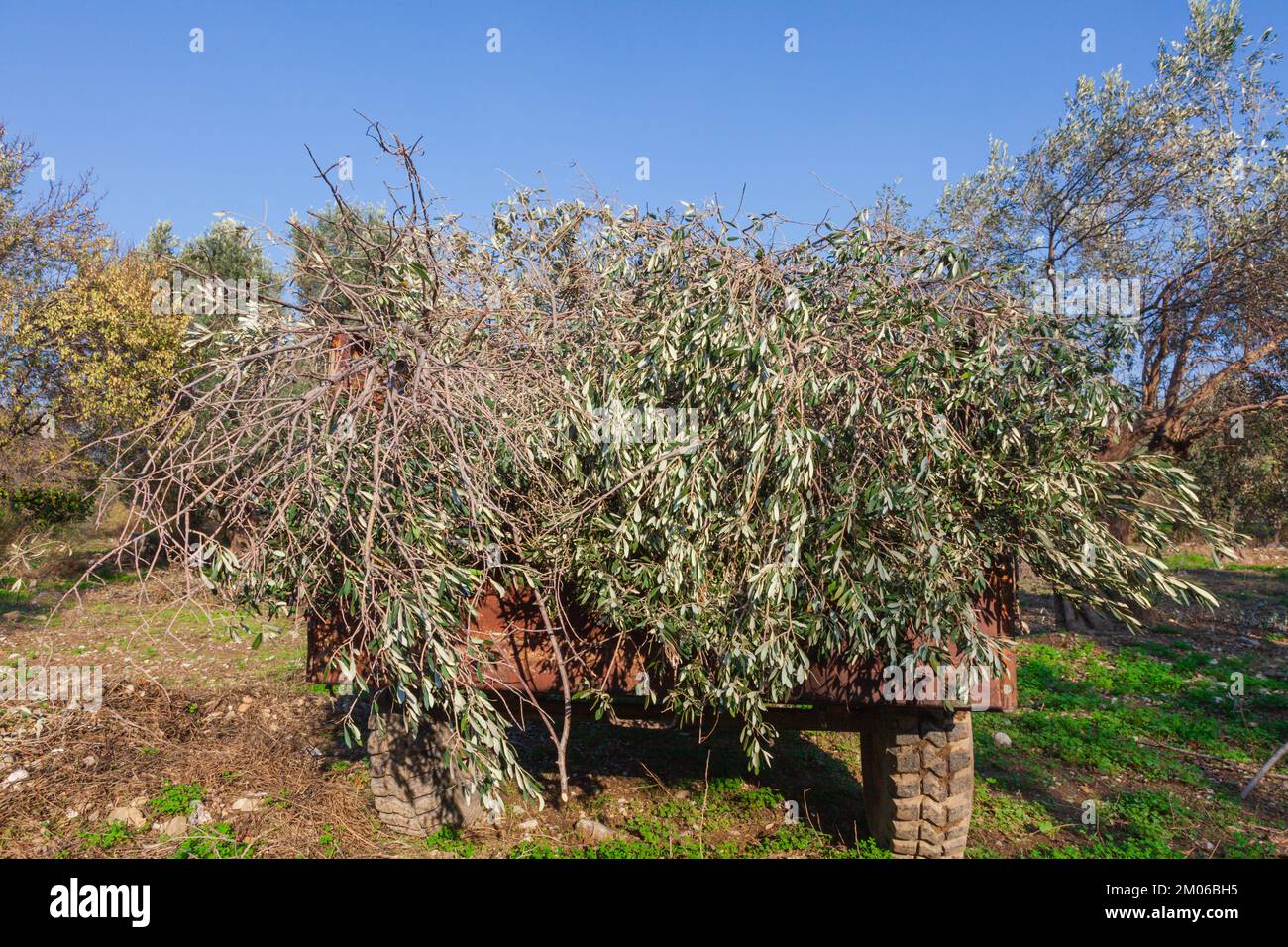 Rami di oliva potati caricati sul trattore. Natura mediterranea e vista sulla fattoria Foto Stock