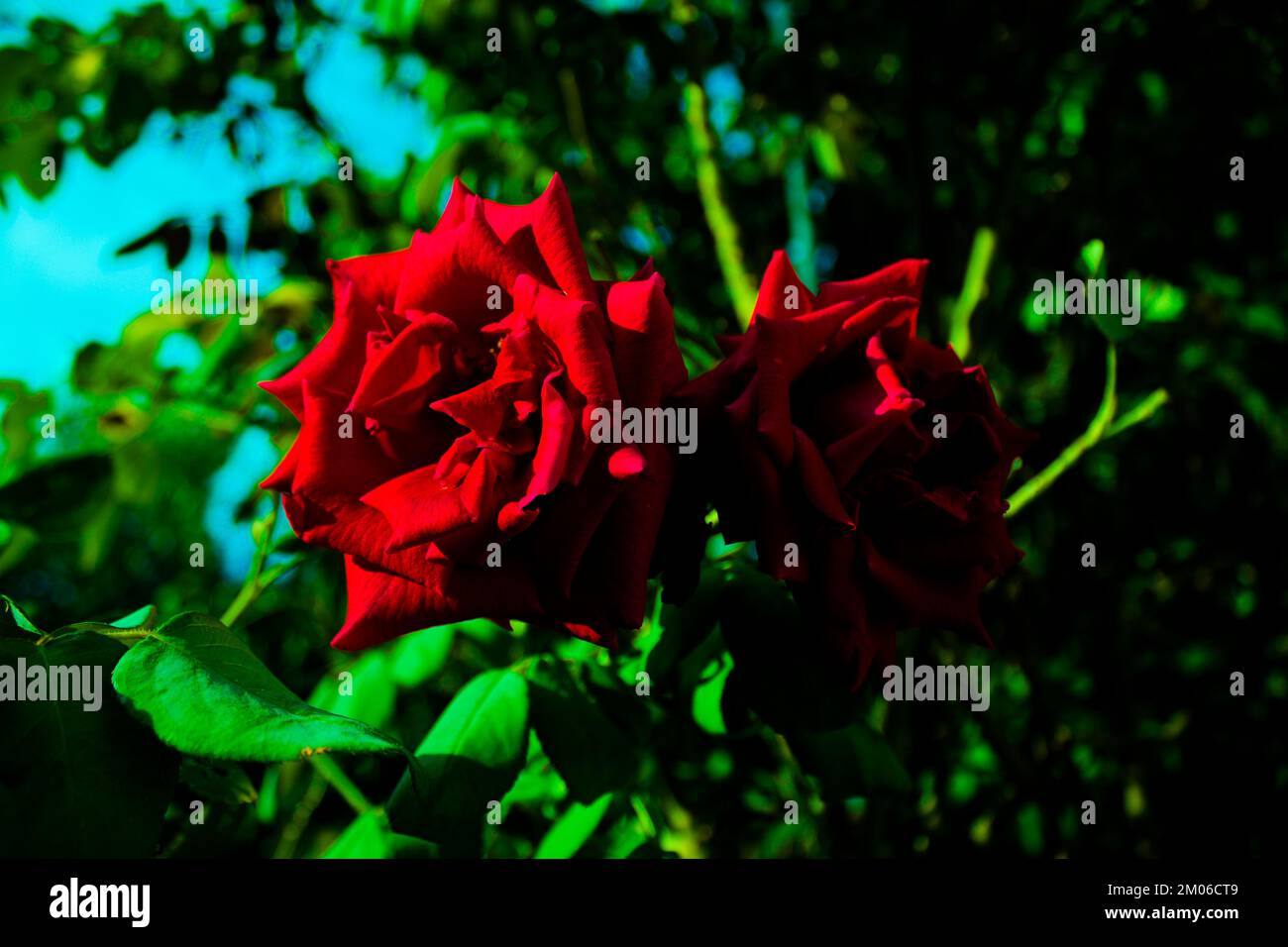 Ore d'oro di una bellissima rosa rossa. Un dono di vita Foto Stock
