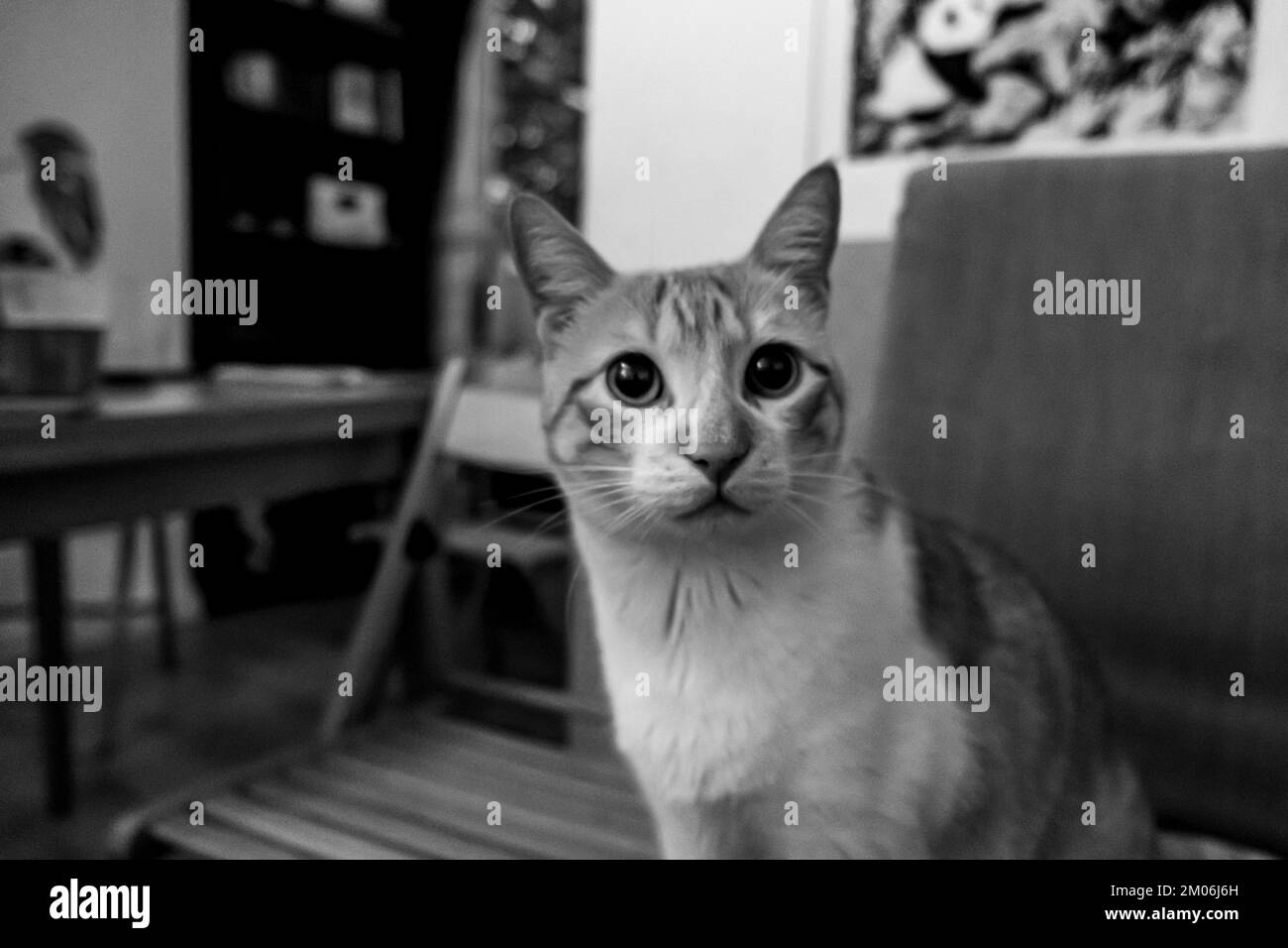 Felice gatto bianco e arancione seduto su una sedia nel soggiorno Foto Stock