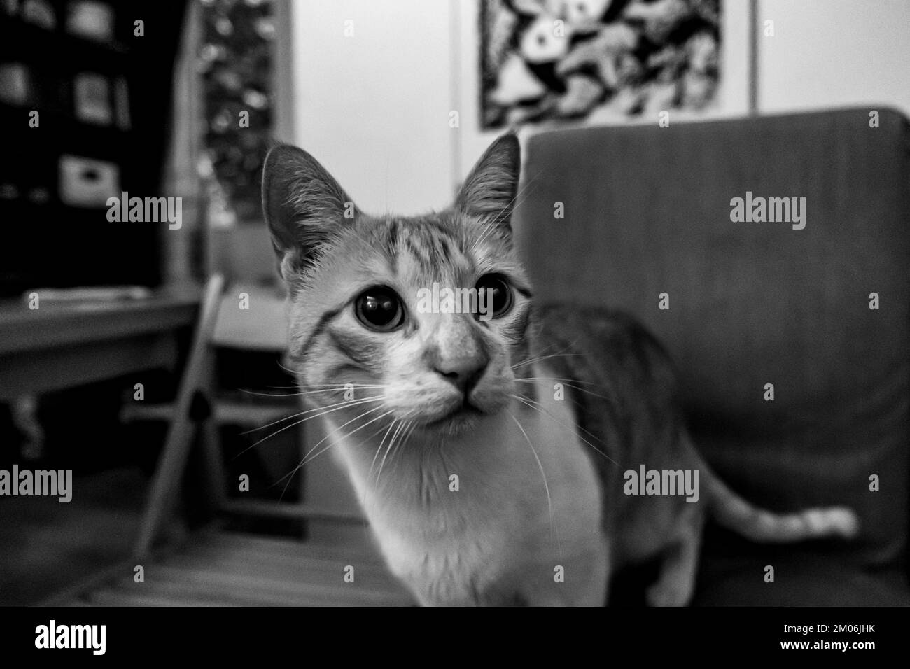 Felice gatto bianco e arancione seduto su una sedia nel soggiorno Foto Stock