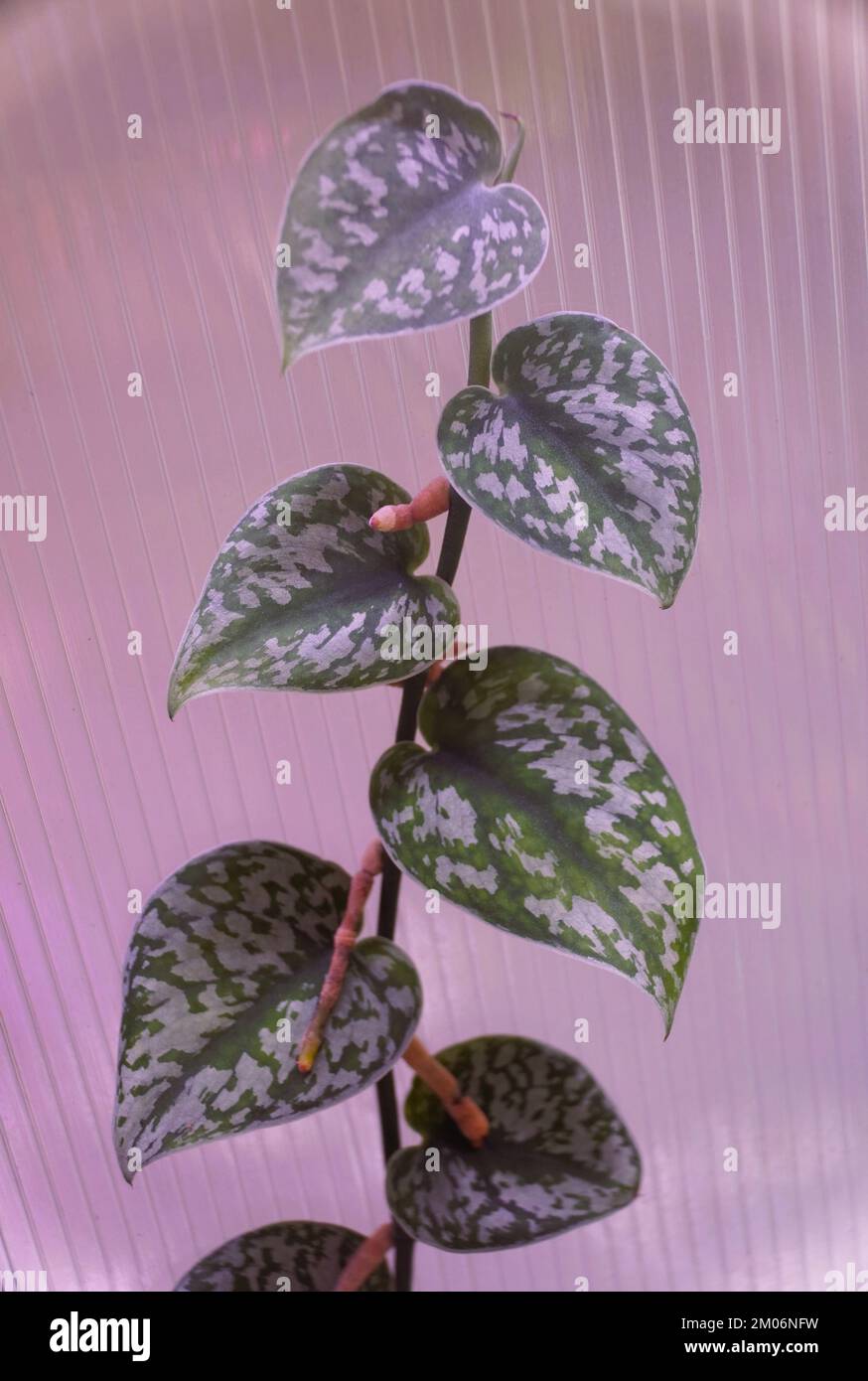 Belle foglie d'argento e verde di Scindapsus Pictus Exotica Foto Stock