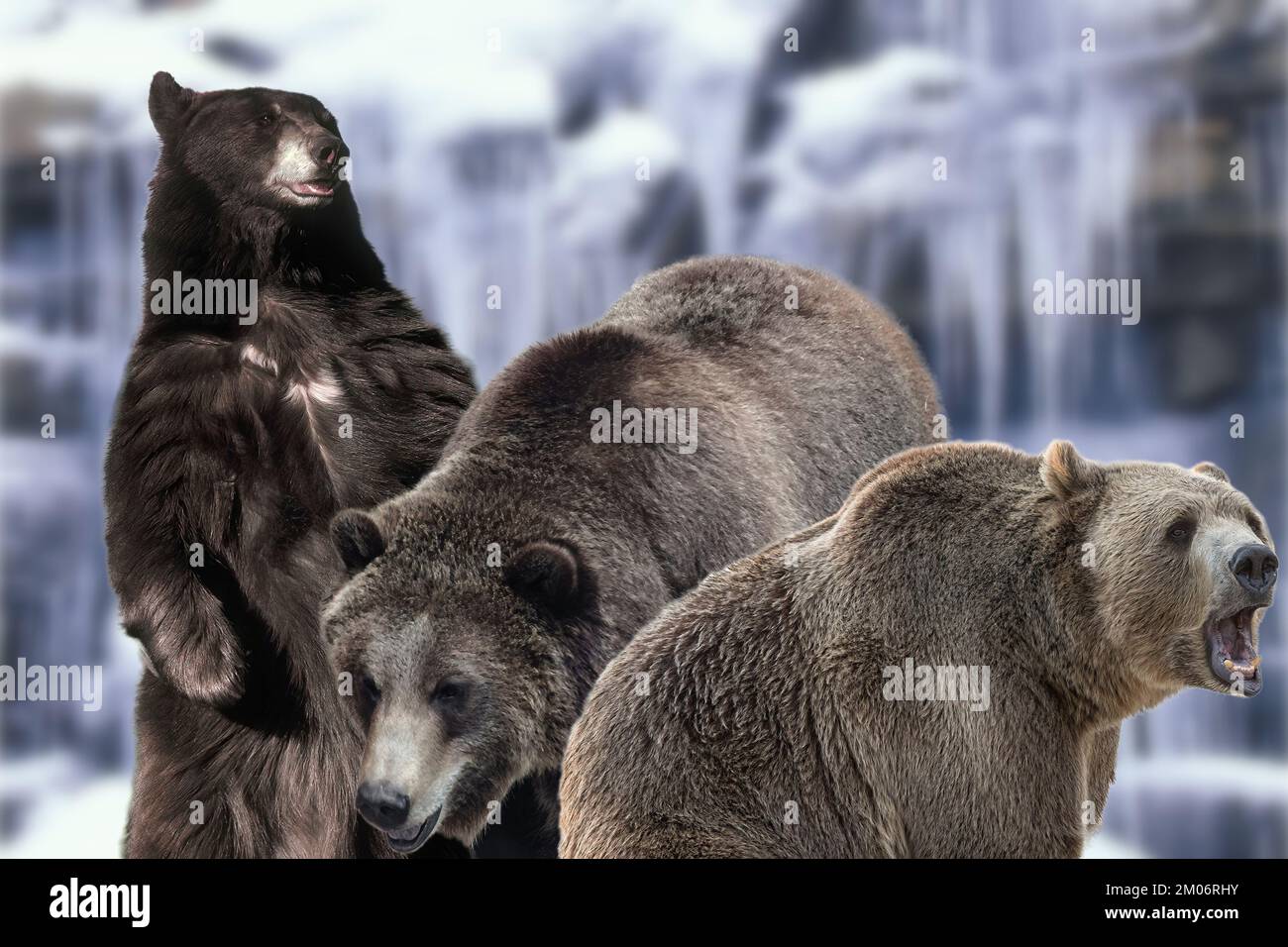 L'orso grizzly, chiamato anche grizzly o grigio porta una delle sottospecie più conosciute e diffuse dell'orso bruno. Foto Stock