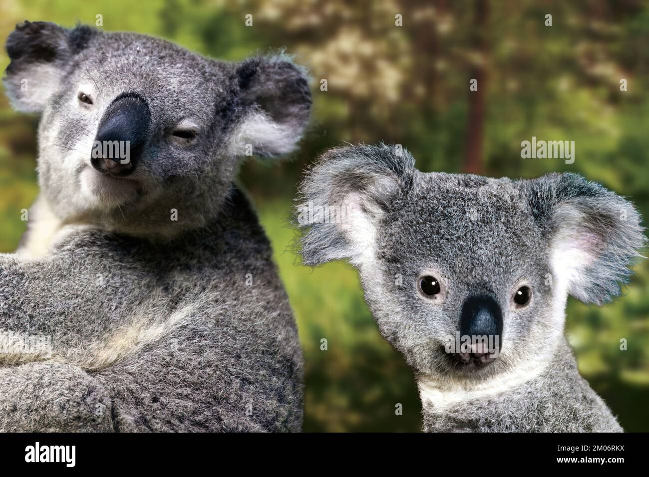 Il koala o coala, chiamato anche piccolo orso, è il mammal marsupiale australiano carino e famoso Foto Stock