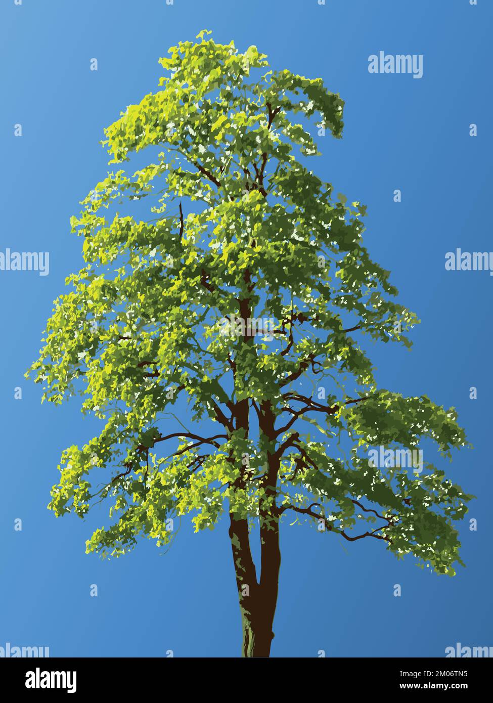 linden o faggio deciduo albero vettore illustrazione albero verde su sfondo cielo blu Illustrazione Vettoriale