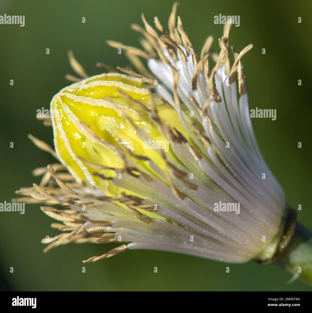 Particolare di papavero di oppio fiore, in latino papaver somniferum, bianco colorato papavero fiorito è coltivato in Repubblica ceca per l'industria alimentare Foto Stock