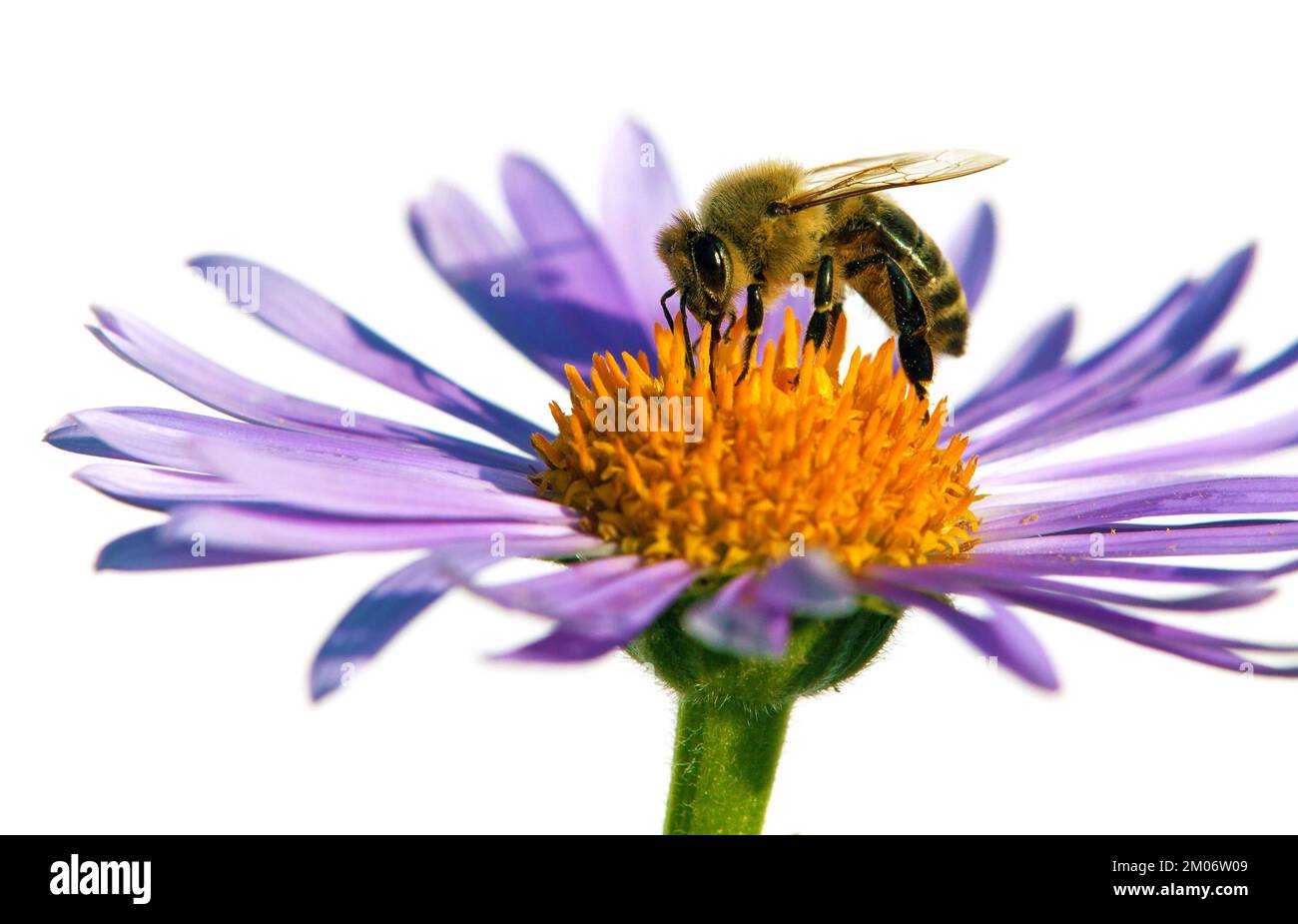 Ape o ape in latino Apis mellifera, ape miele europea o occidentale seduta sul viola blu o fiore viola isolato su sfondo bianco Foto Stock