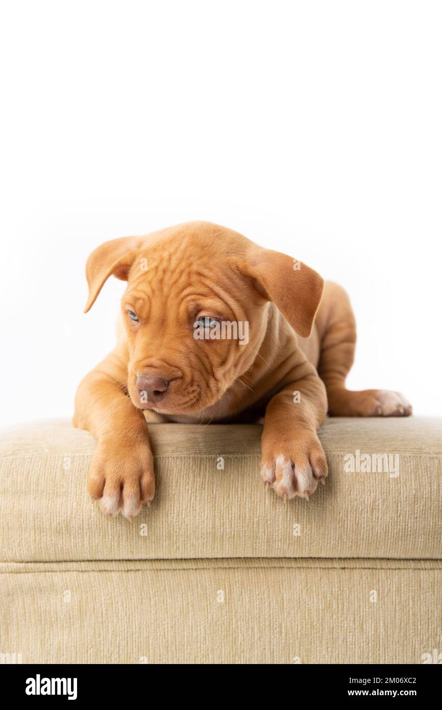 cucciolo di pitbull carino con naso rosso Foto Stock