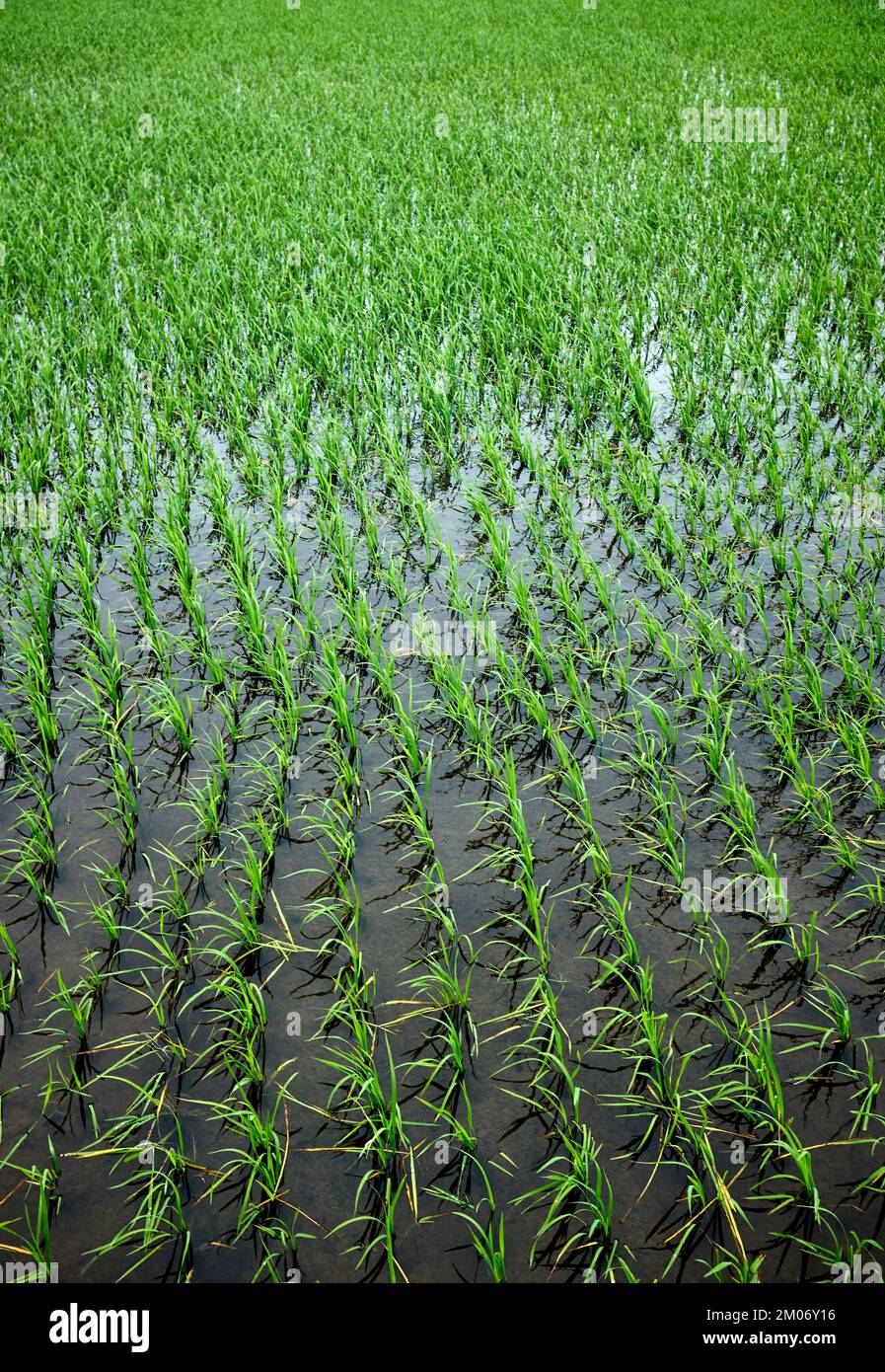 Campi di risaie Hoi An Vietnam Foto Stock