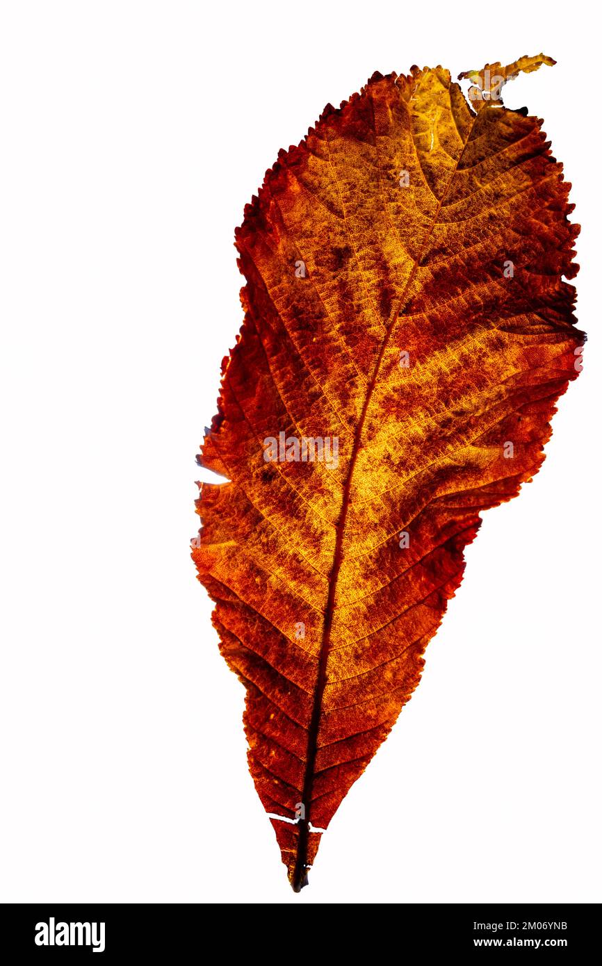 Controluce, isolato Castanea sativa o foglia di castagno dolce in autunno, primo piano Foto Stock