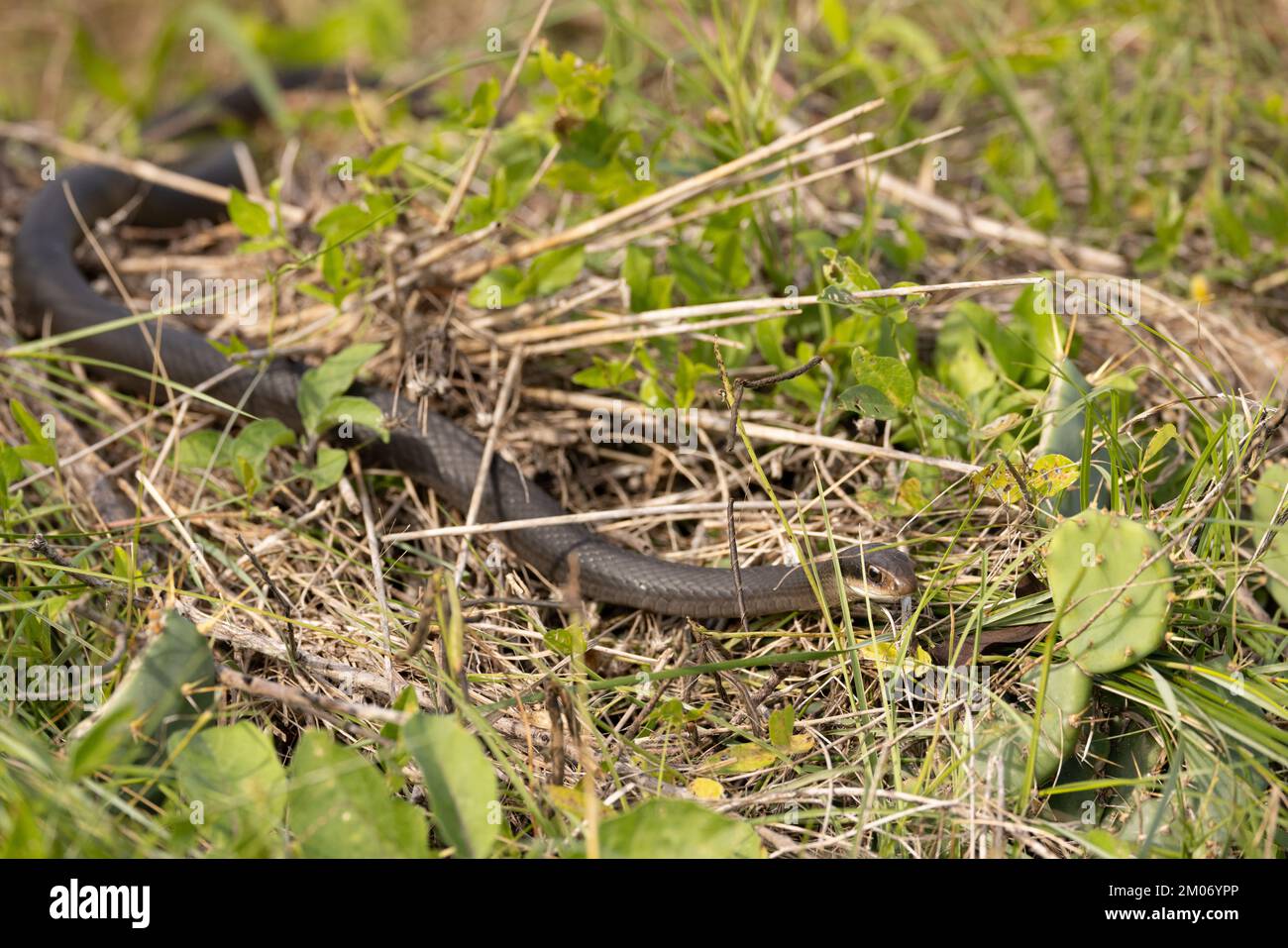 Race Snake nero nella giungla alla ricerca di cibo Foto Stock
