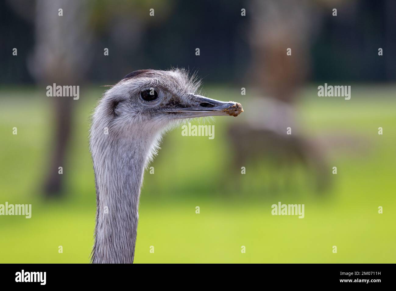 L'UEM nel selvaggio Foto Stock