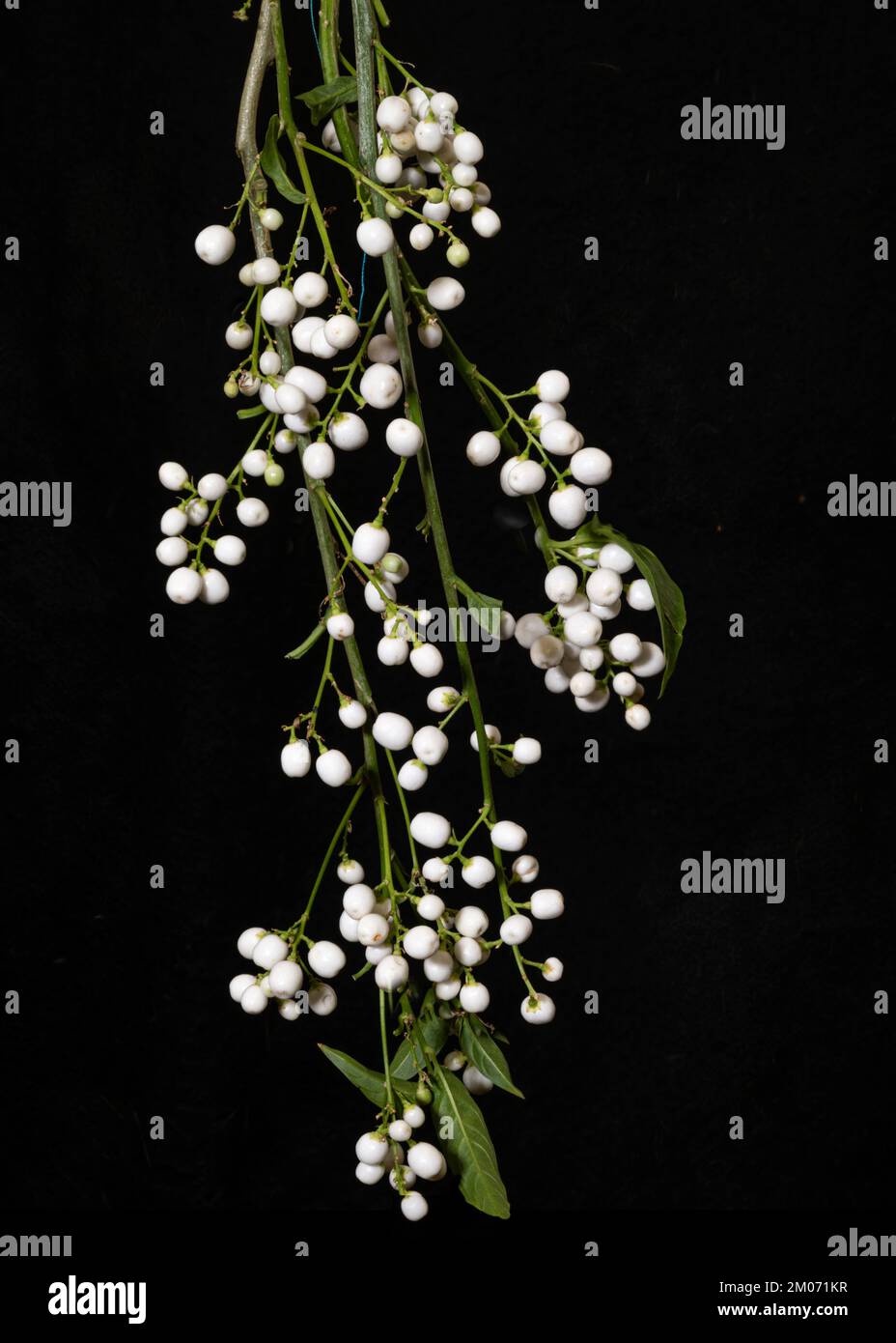 Callicarpa americana lactea Bianco Beautyberry americano Foto Stock