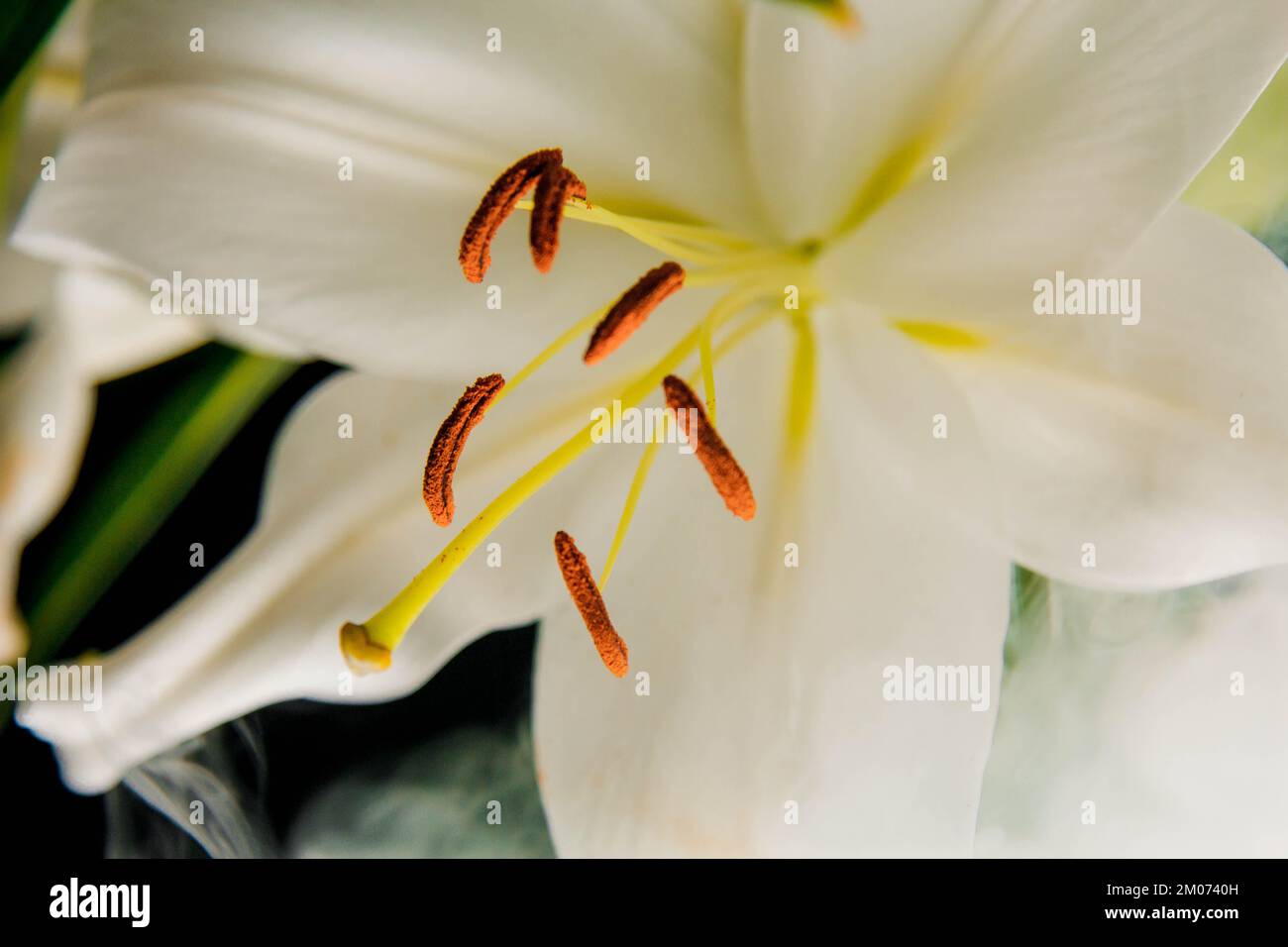 Lily si diramano in primo piano nei raggi di luce su uno sfondo nero. delicato, fiore bianco. contorni di un fiore nella fotografia scura atmosferica. fiori Foto Stock