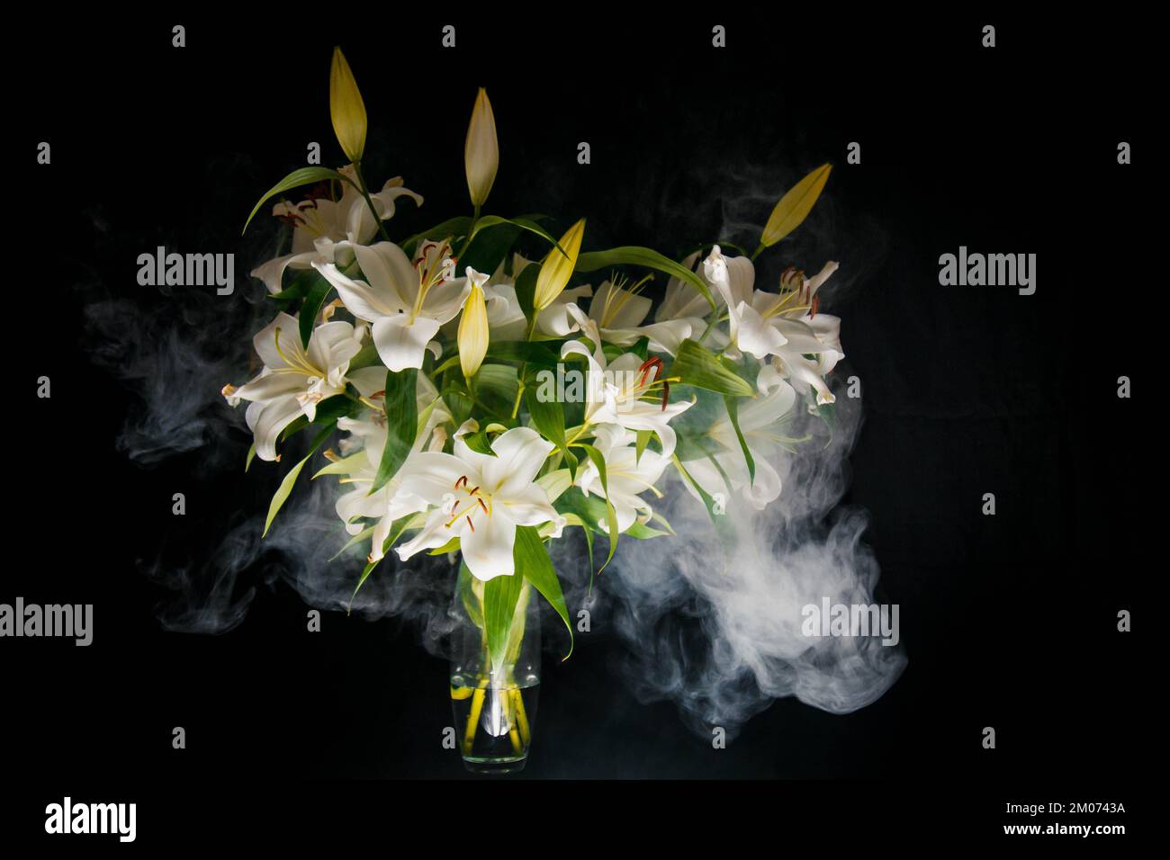 Lily si diramano i raggi di luce su uno sfondo nero. delicato, fiore bianco. contorni di un fiore nella fotografia scura atmosferica. fiori per il Foto Stock
