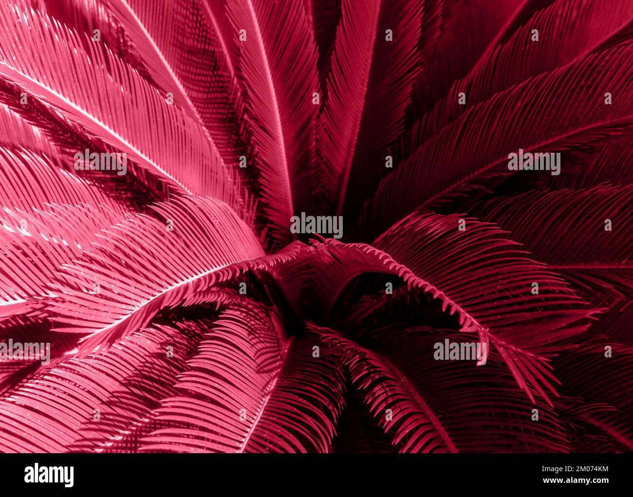 Palme fresche e soleggiate sullo sfondo. Immagine colorata in color magenta trendy dell'anno 2023. Naturale tropicale textured sfondo astratto. Foto Stock