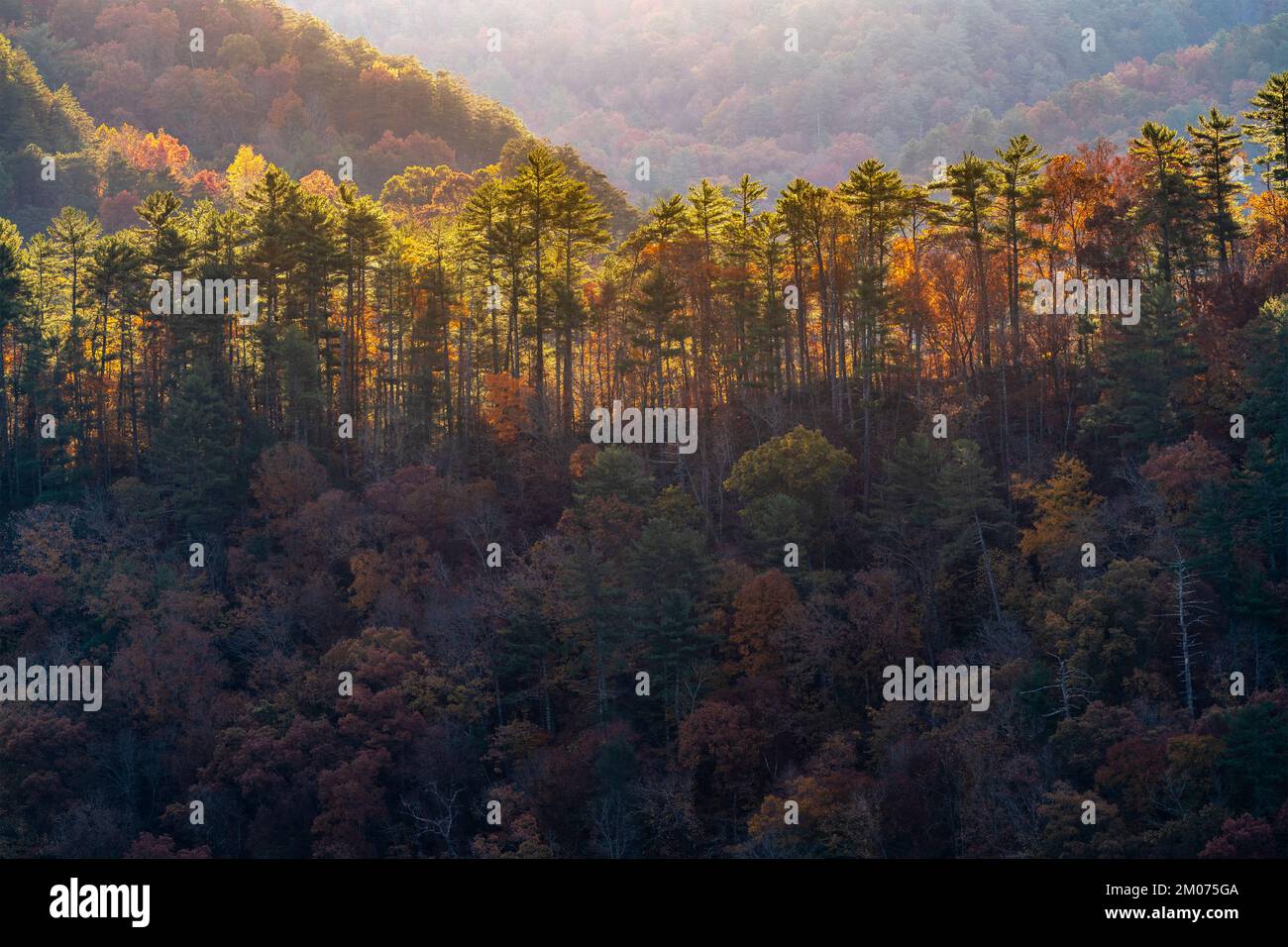 Alba nebulosa, Foothills Parkway. Great Smoky Mountains National Park, TN, USA, fine ottobre, di Dominique Braud/Dembinsky Photo Assoc Foto Stock
