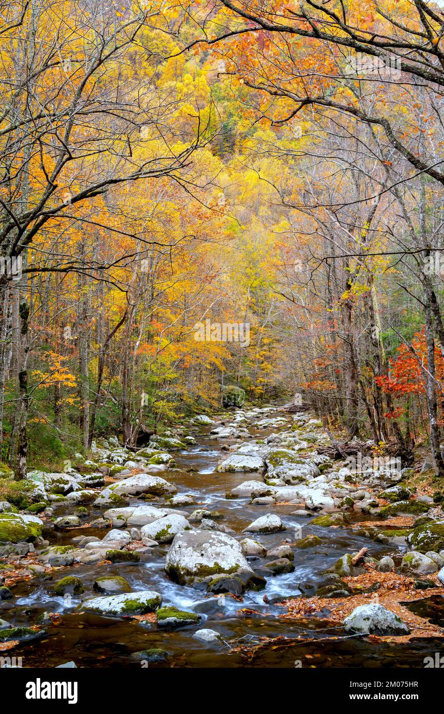 Cascata, rapide, Middle prong Little River, Autunno, Great Smoky Mountains NP, TN, USA, fine ottobre, di Dominique Braud/Dembinsky Photo Assoc Foto Stock