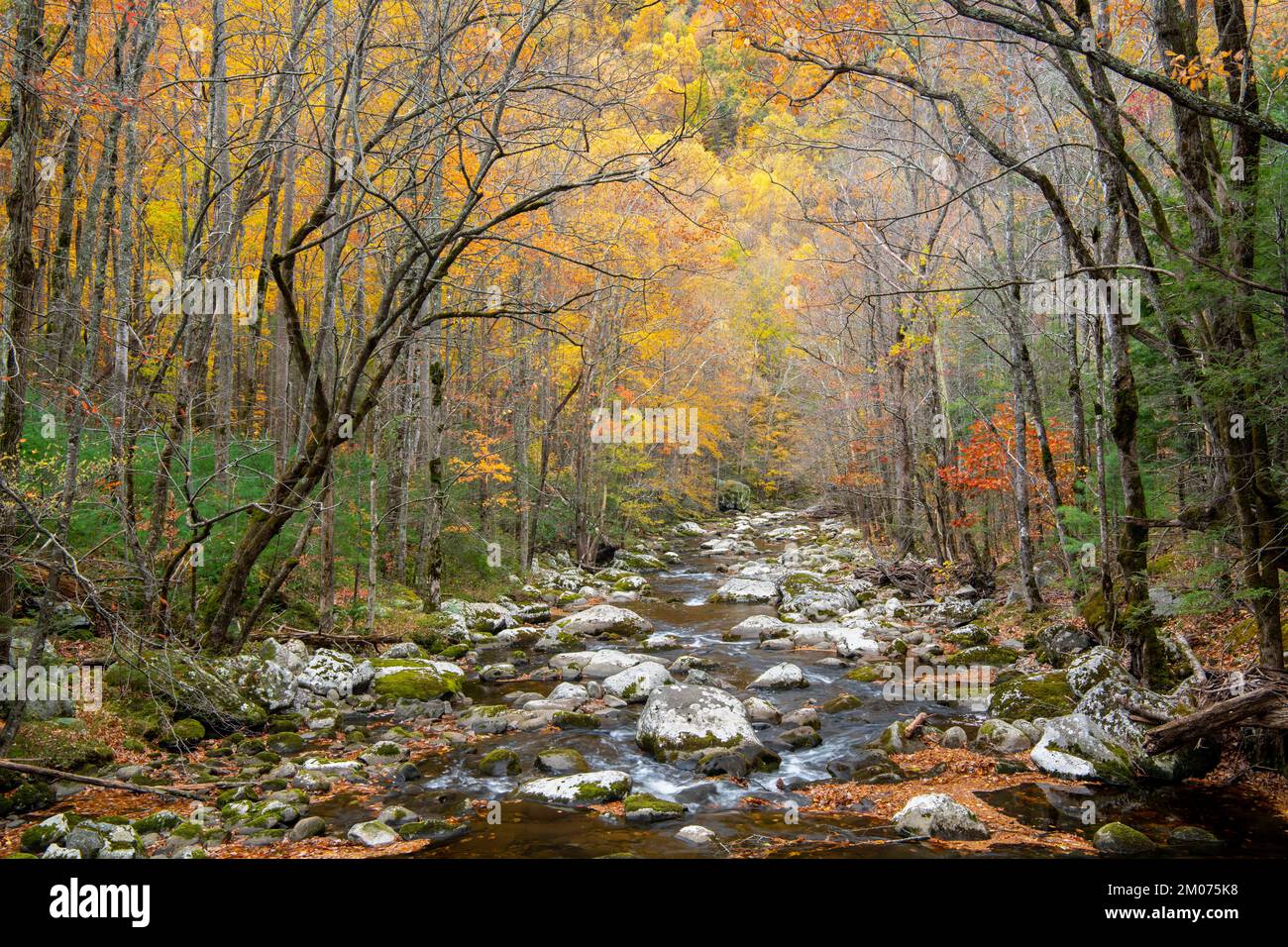 Cascata, rapide, Middle prong Little River, Autunno, Great Smoky Mountains NP, TN, USA, fine ottobre, di Dominique Braud/Dembinsky Photo Assoc Foto Stock