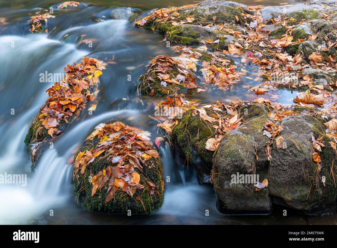 Cascata, rapide, Middle prong Little River, Autunno, Great Smoky Mountains NP, TN, USA, fine ottobre, di Dominique Braud/Dembinsky Photo Assoc Foto Stock