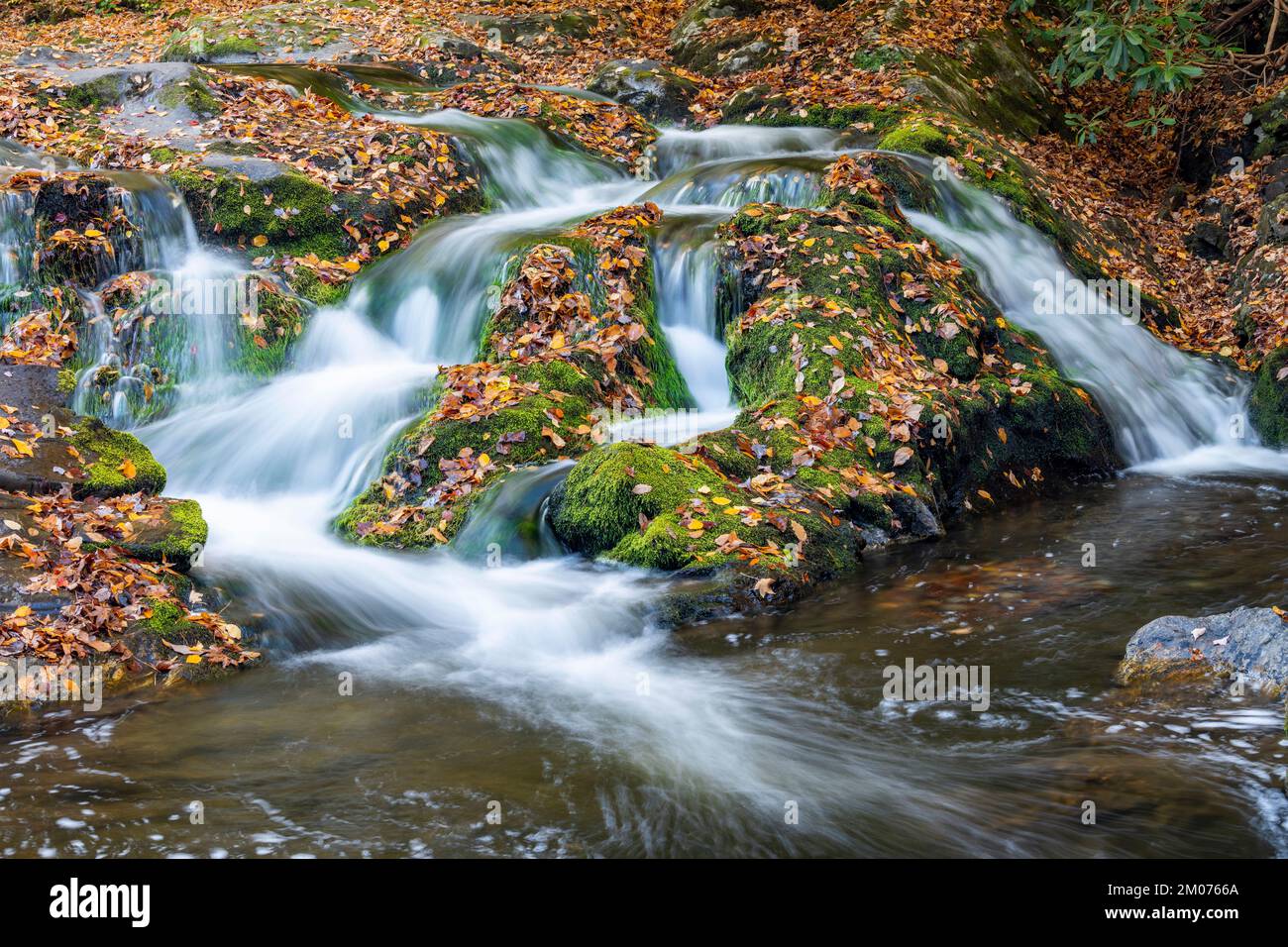 Cascata, colori autunnali, Laurel Creek. Great Smoky Mountains National Park, TN, USA, fine ottobre, di Dominique Braud/Dembinsky Photo Assoc Foto Stock