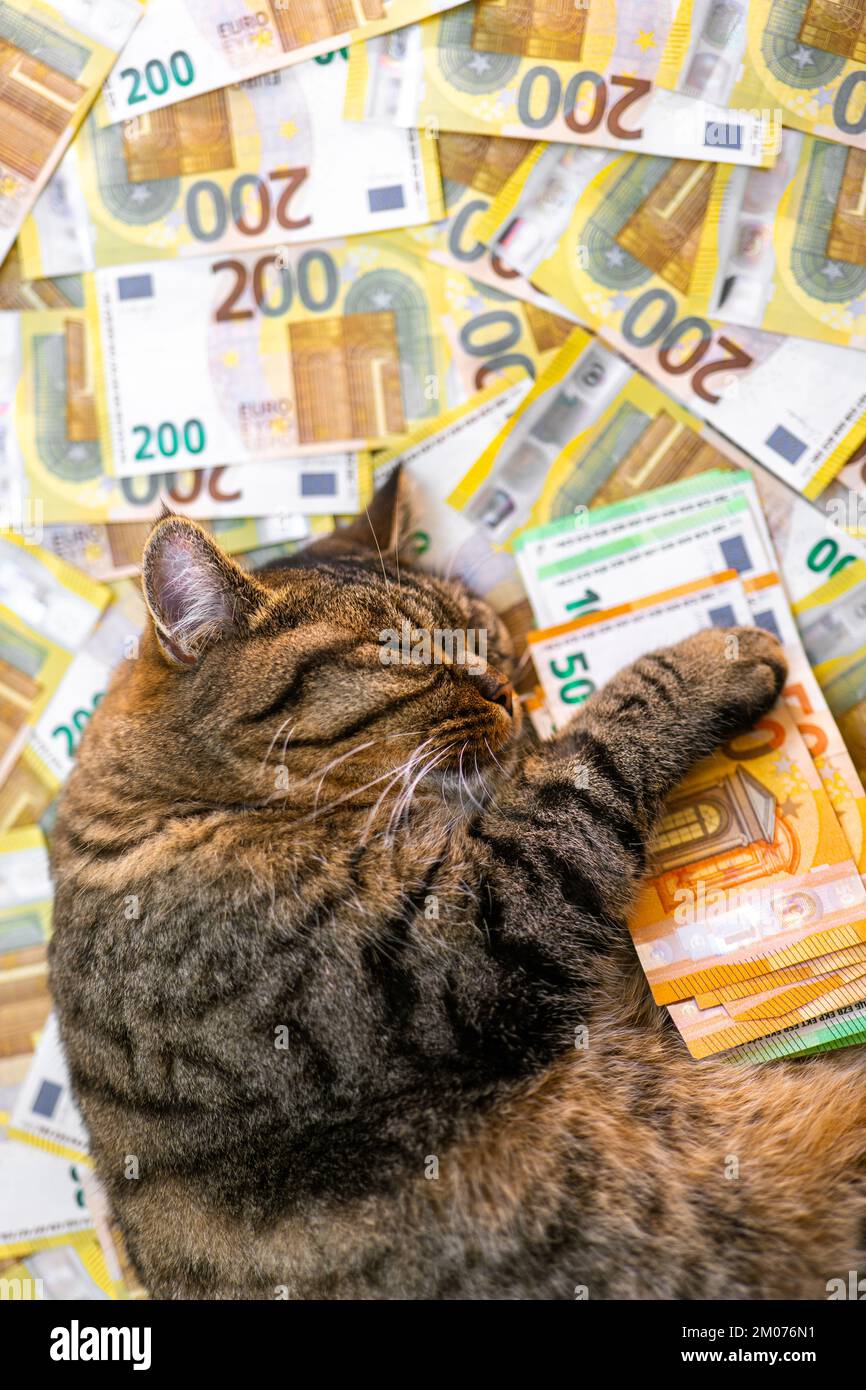 costo dei servizi veterinari per gli animali domestici. Sleeping Striped  Cat con un pacchetto di euro su banconote in euro background.The costo di  mantenere un gatto in Europe.PET Foto stock - Alamy