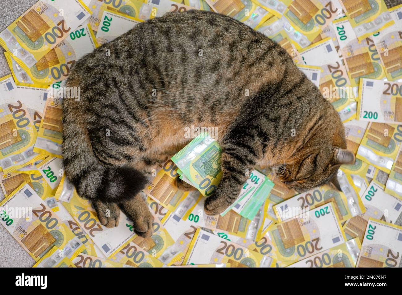 Spese di gatto. Costo dei servizi veterinari per gli animali domestici. Sleeping Striped Cat con un pacchetto di euro su banconote in euro background.The costo di tenere un gatto in Foto Stock