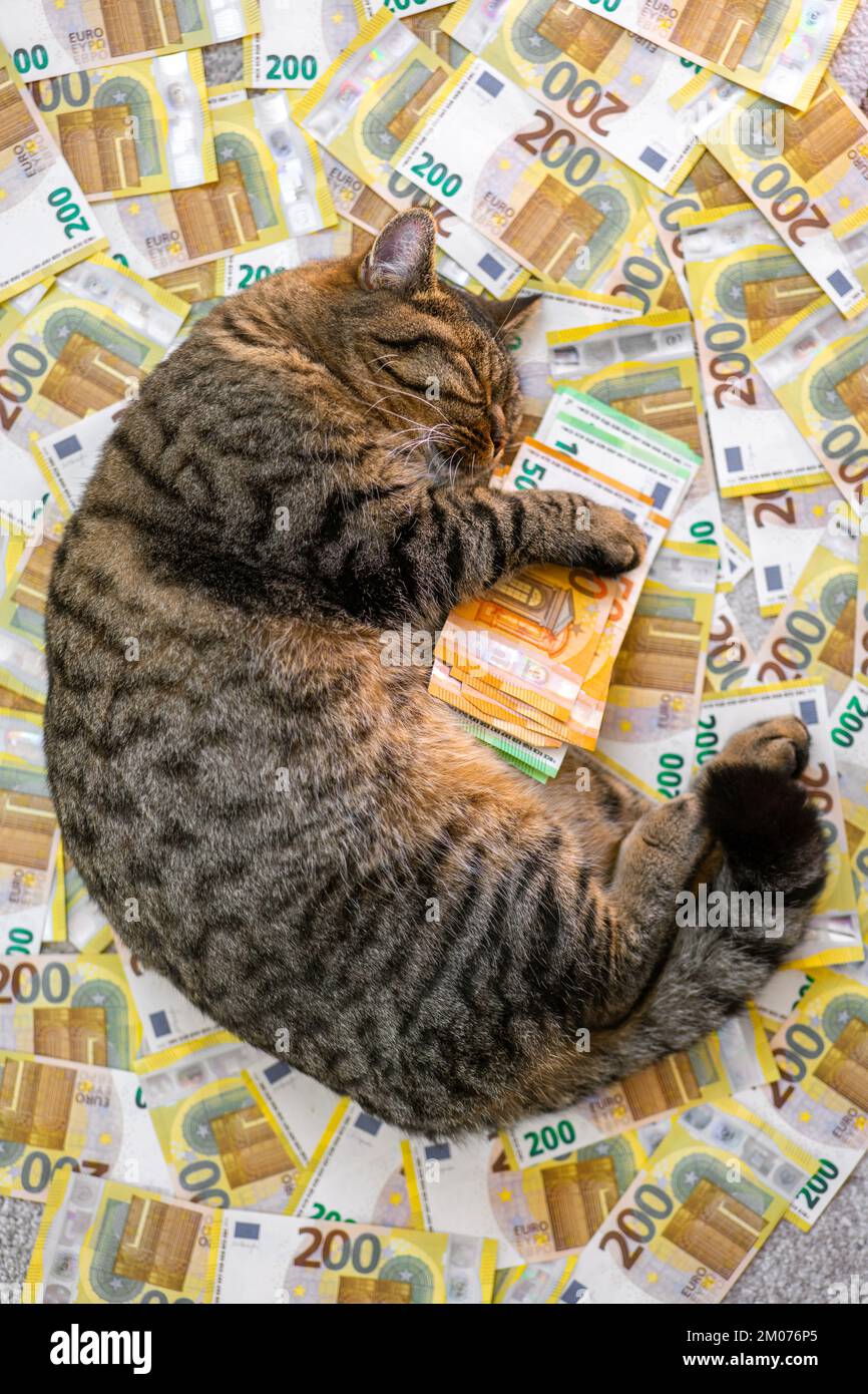 Costo di tenere un gatto in Europa. costo dei servizi veterinari per gli animali  domestici. Sleeping Striped Cat con un pacchetto di euro su sfondo  banconote in euro. PET Foto stock -