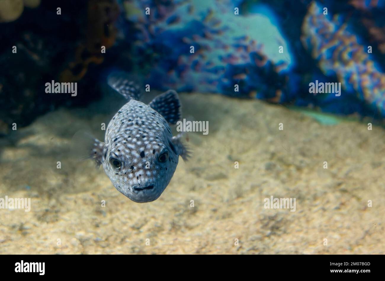 Un bianco nero spotted puffer pesce Arothron meleagris Foto Stock