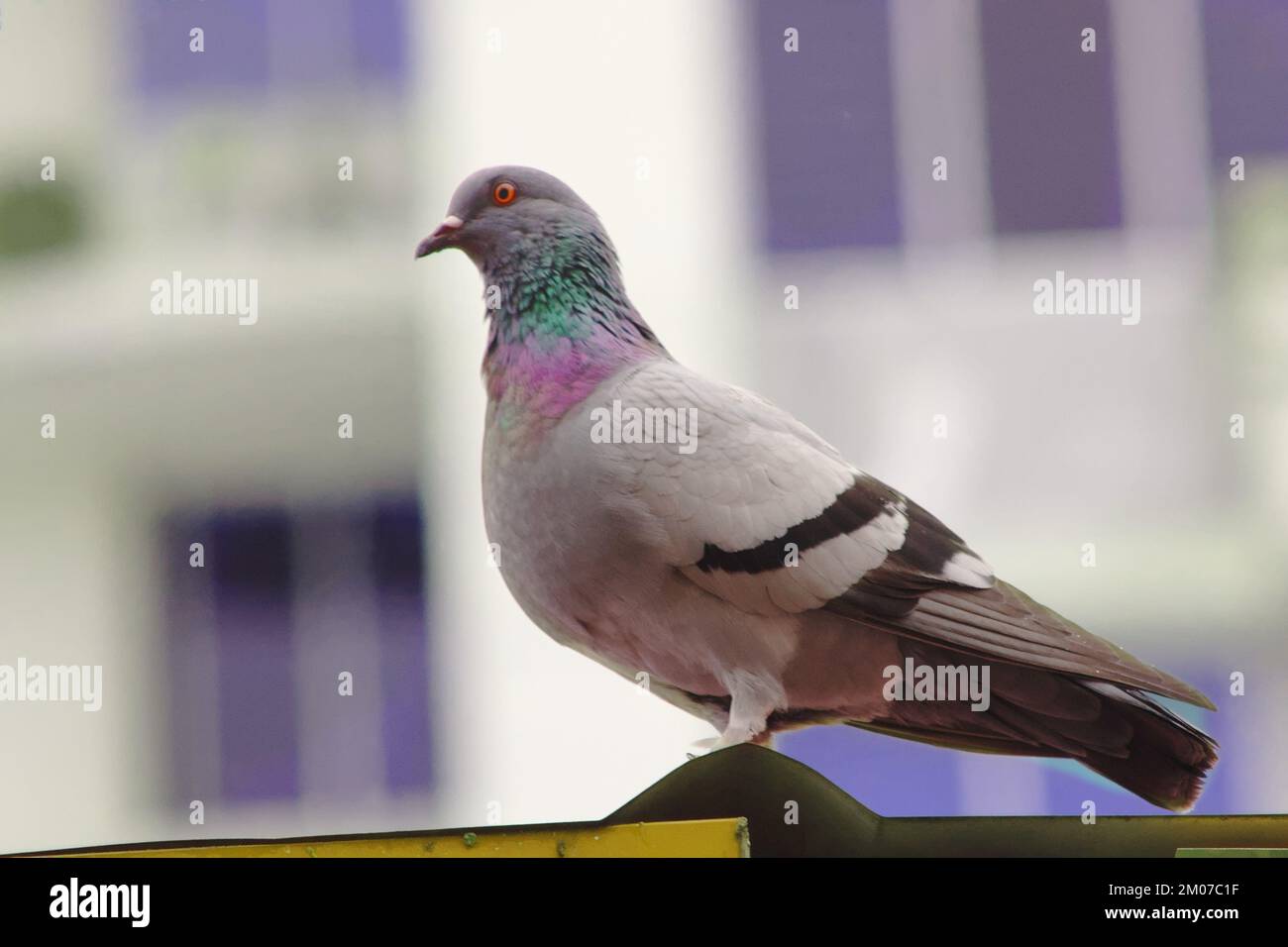 piccione homing appollaiato sul tetto Foto Stock