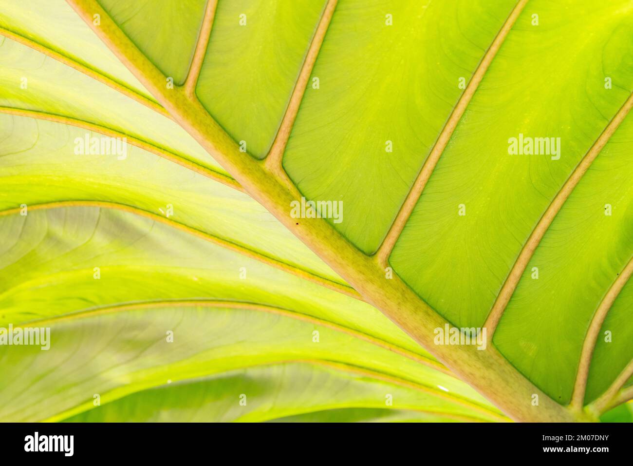 Dettagli della costola media e delle vene di una foglia verde brillante che cresce in un giardino. Foto Stock