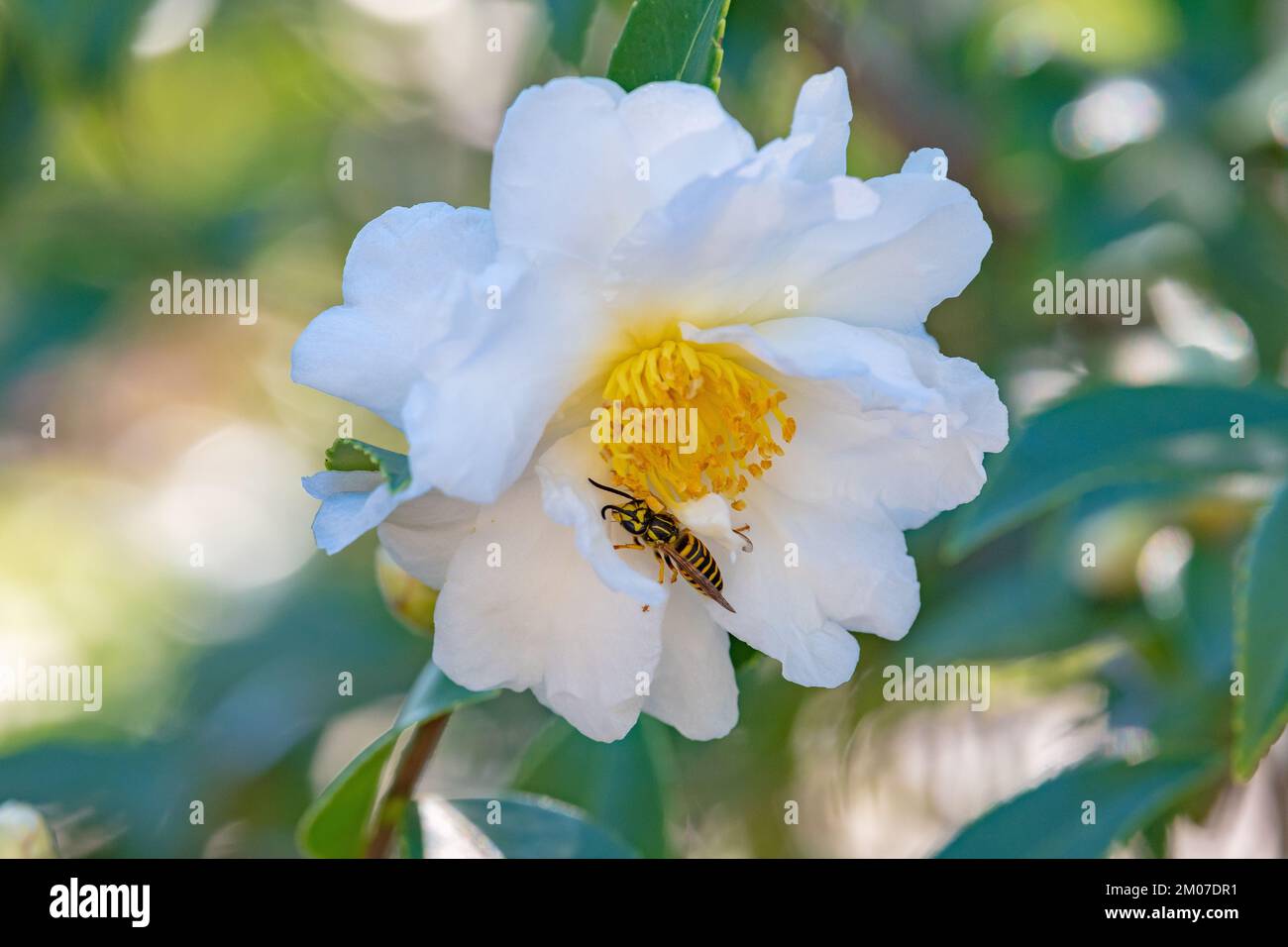 La vespa della giacca gialla meridionale è un insetto sociale e spesso può essere aggressiva. Foto Stock