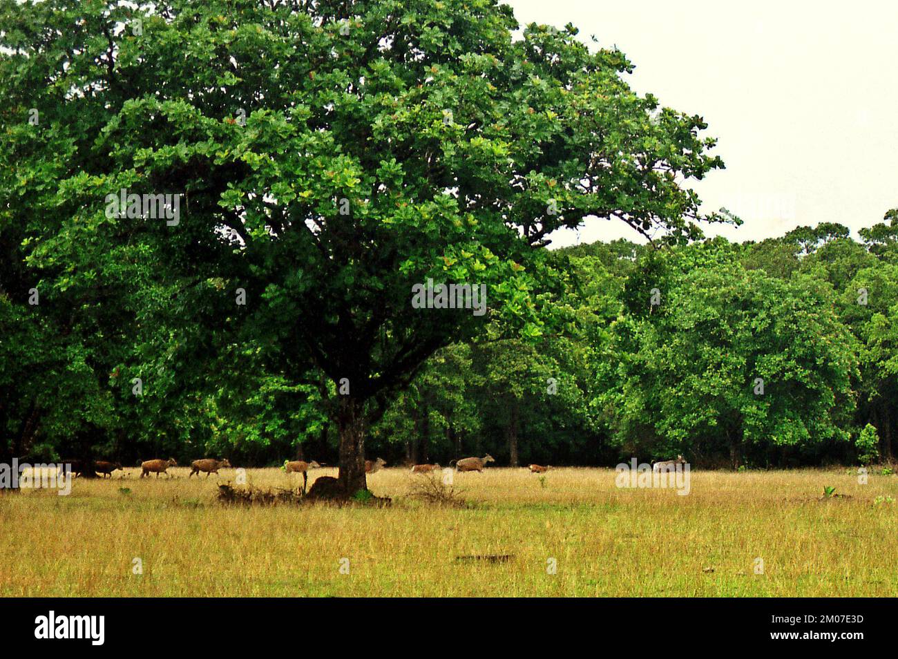 Tori selvatici (banteng, Bos javanicus) stanno attraversando il terreno di pascolo di Cidaon nel Parco Nazionale di Ujung Kulon, Pandeglang, Banten, Indonesia. Foto Stock