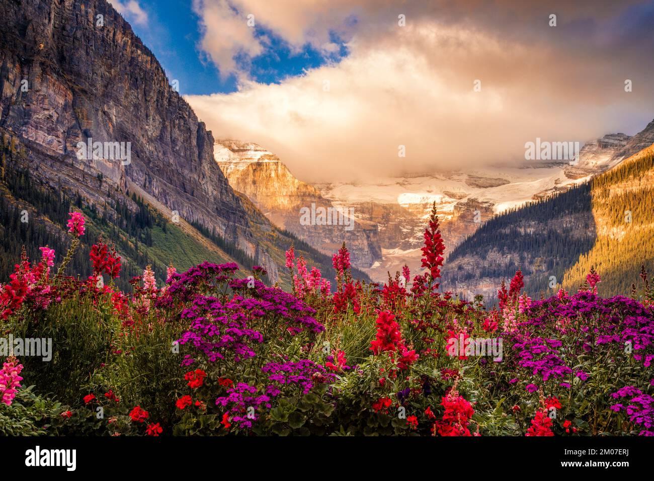Fiori al Lago Louise NEL Parco Nazionale di Banff Foto Stock