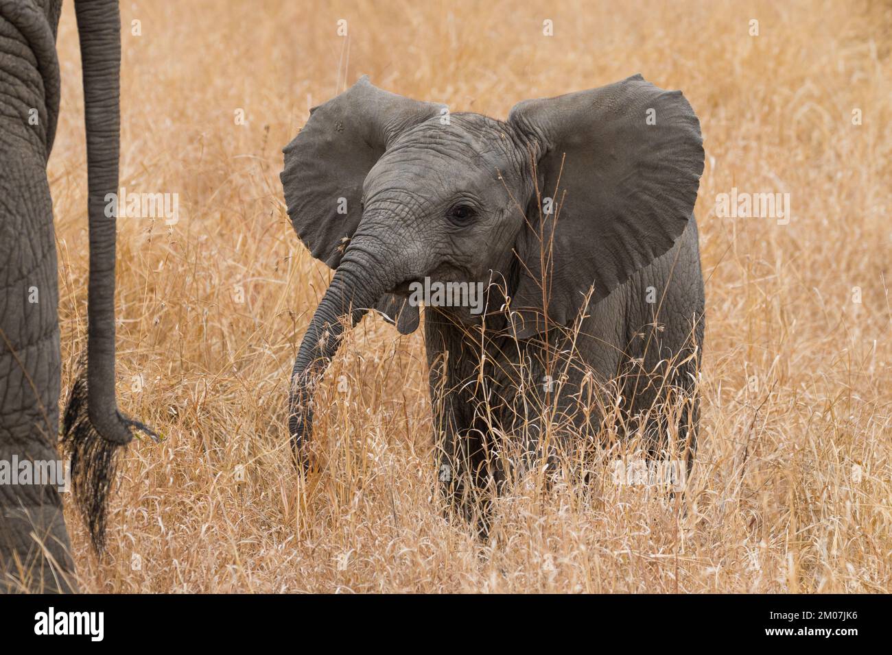 Primo piano di un elefante africano (Loxodonta africana) che si trova dietro la coda delle madri in erba gialla nel parco nazionale di Kruger, in Sudafrica Foto Stock