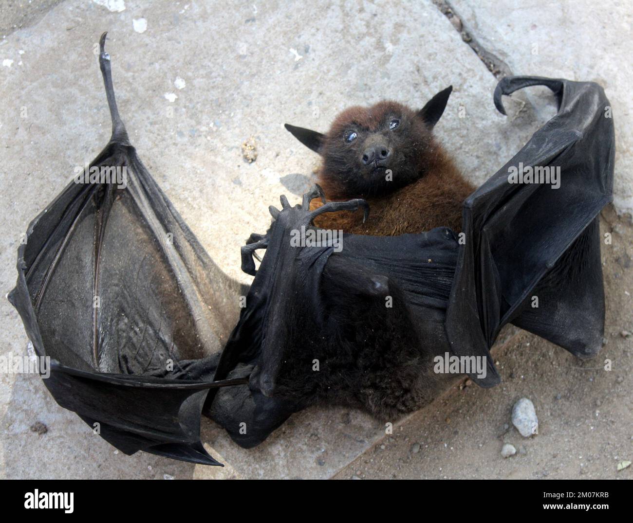 La volpe volante indiana (Pteropus medius, precedentemente Pteropus giganteus) morì per elettrocuzione : (pix Sanjiv Shukla) Foto Stock