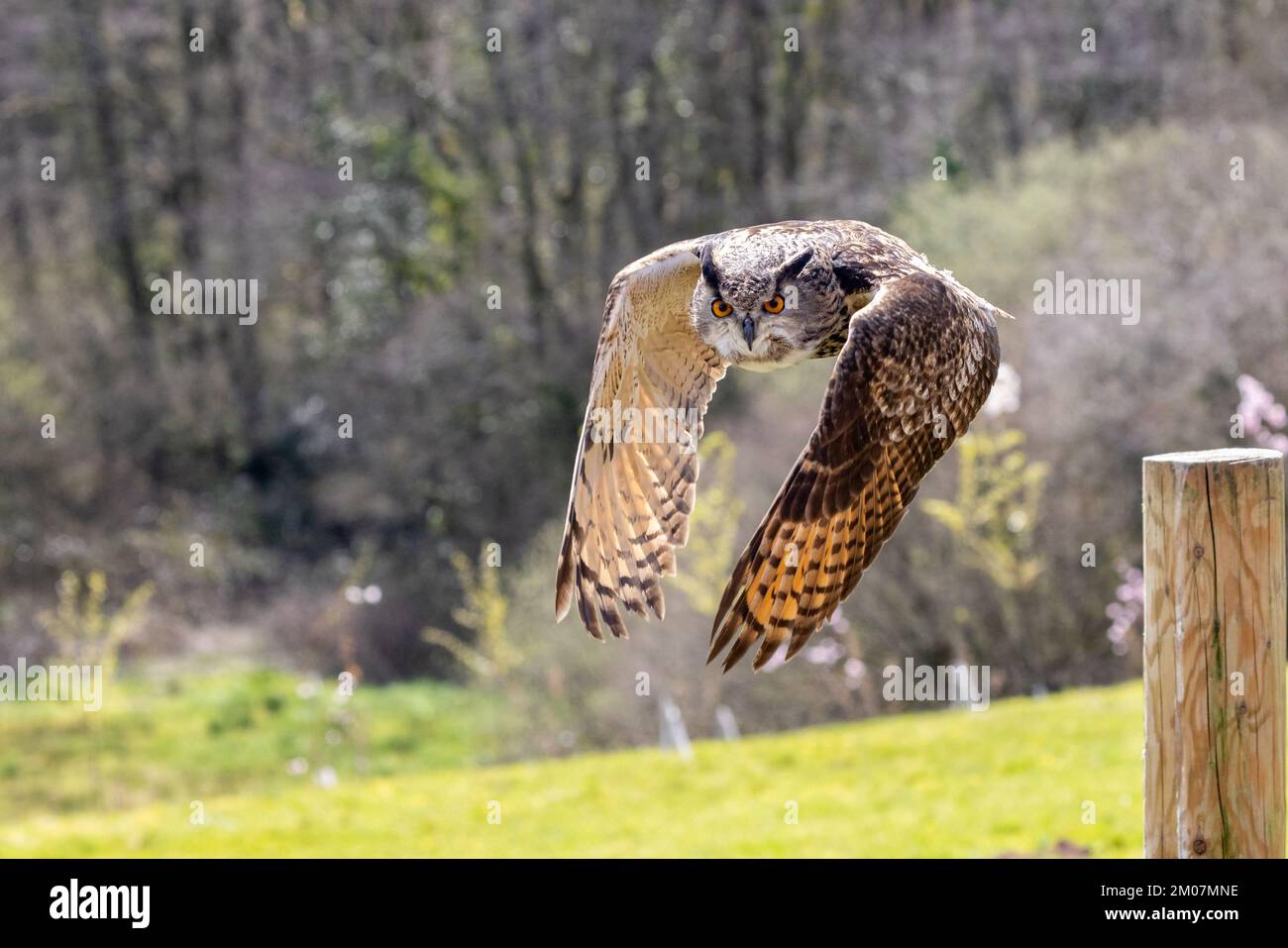 Gufo di aquila eurasiatica [ bubo bubo ] prendere il volo dal posto di fengepost durante una mostra pubblica presso il British Bird of Prey Centre nel National Botanic Gar Foto Stock