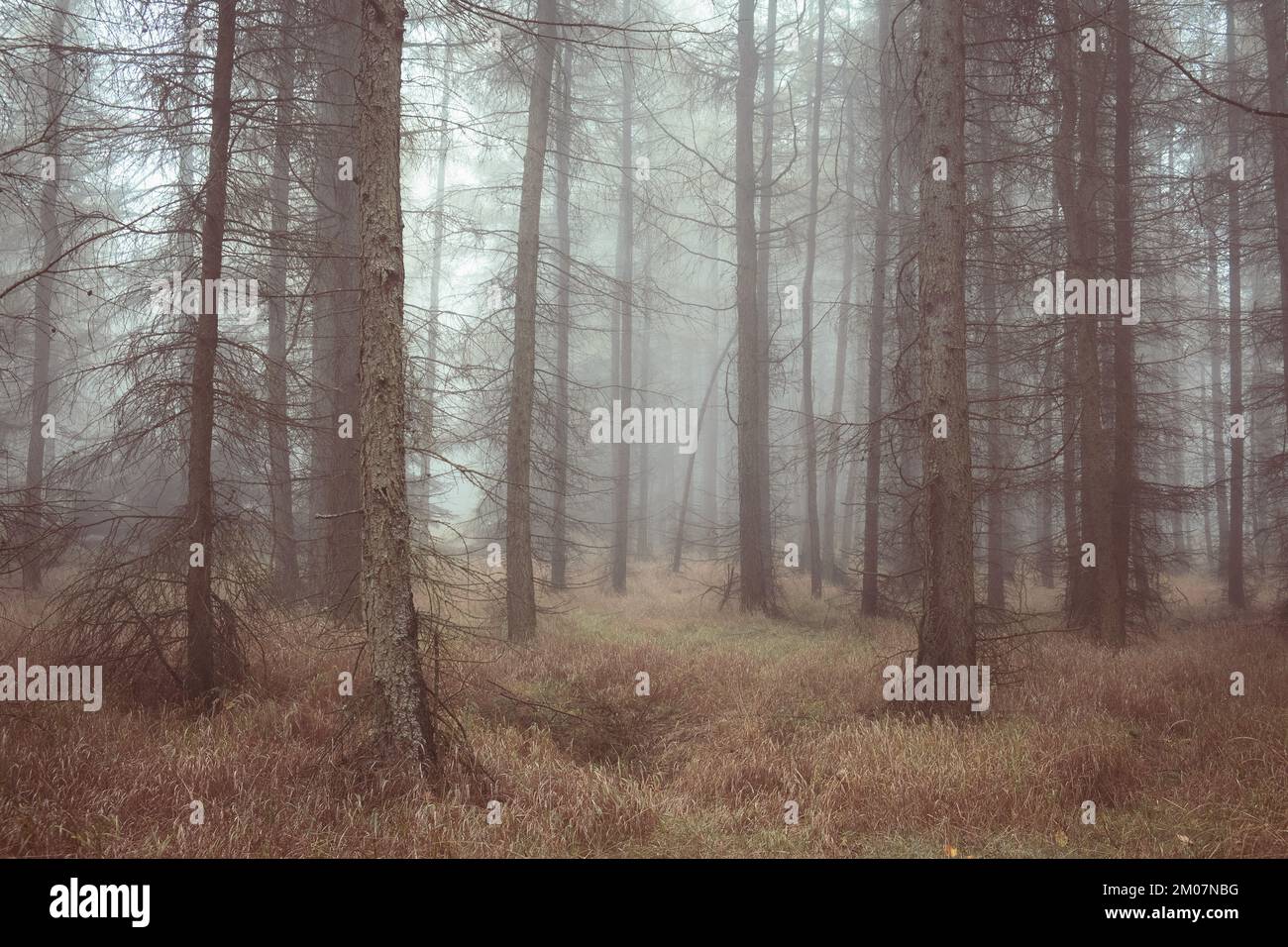 Nebbia autunnale nella foresta, foresta magica, foresta di Foggy Foto Stock