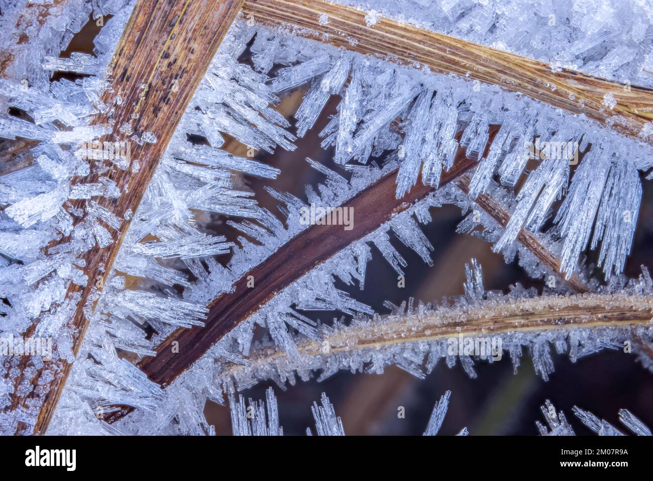 Cristalli frost, cristalli frost chiari al mattino freddo Foto Stock