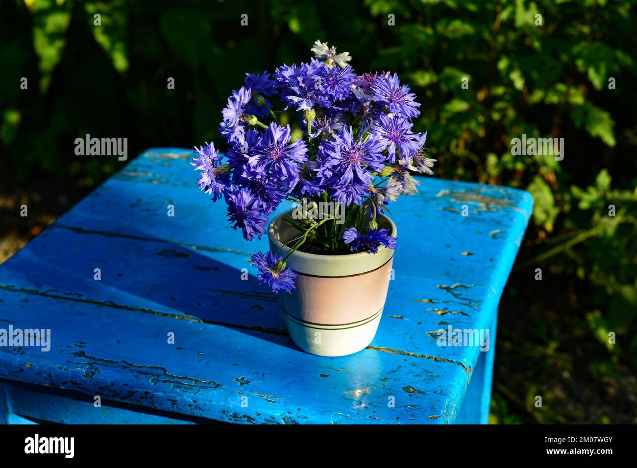 Bouquet di fiori di mais blu in vaso, fuoco selettivo Foto Stock