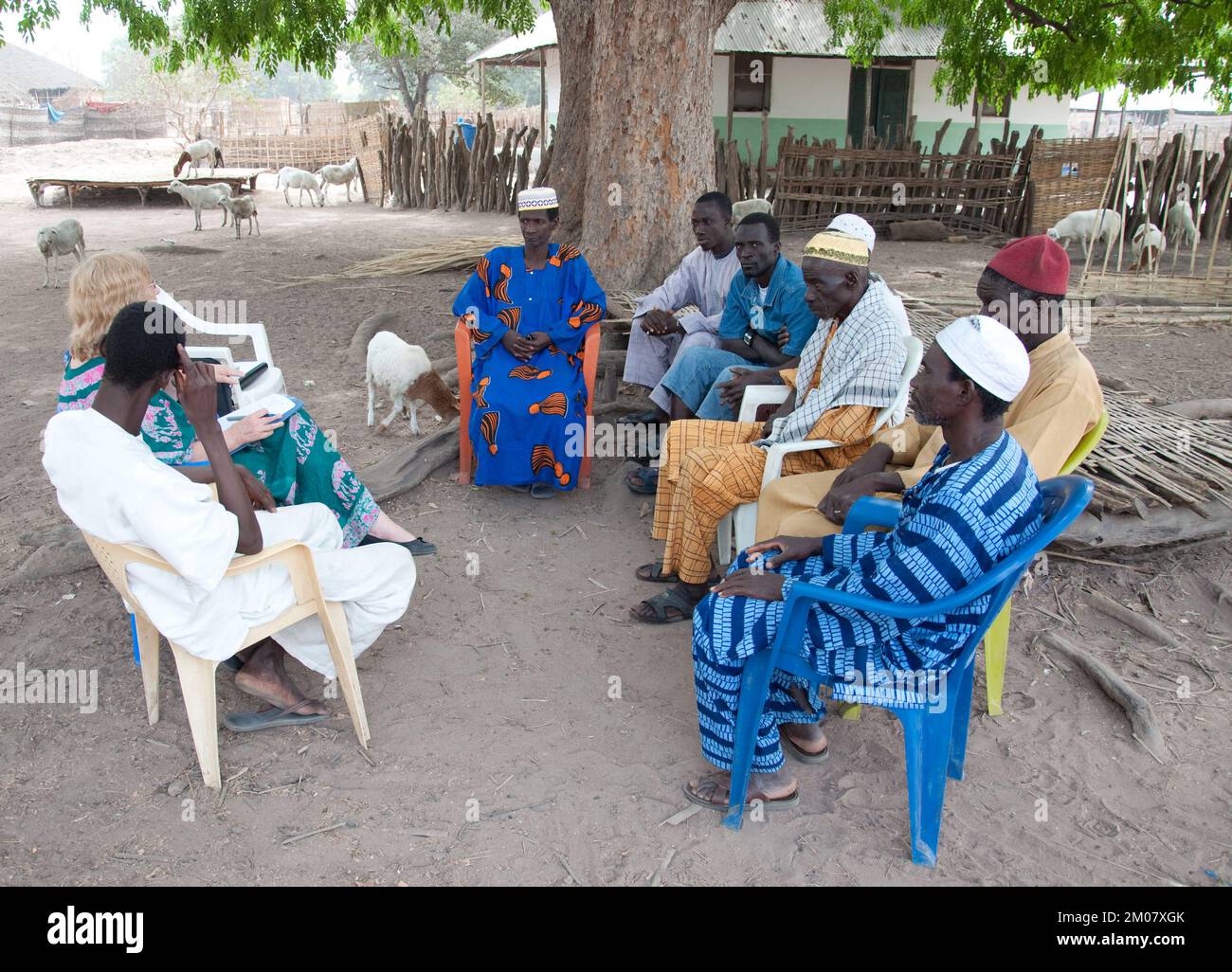 Incontro con gli uomini del villaggio, Bafata, Guinea Bissau - incontro sotto l'albero del Mango - capre sullo sfondo Foto Stock