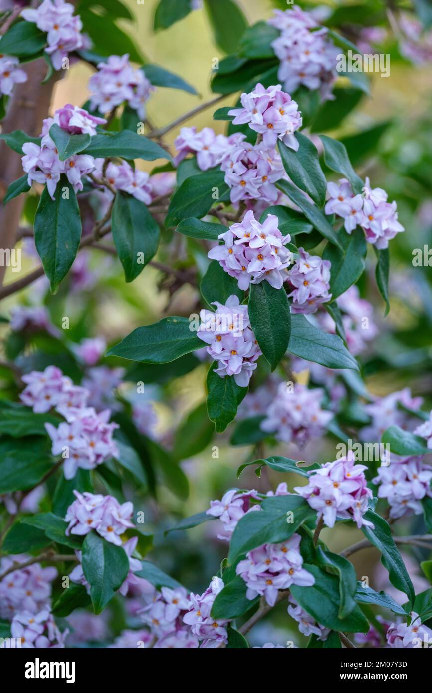 Daphne bholua Peter Smithers, daphne Peter Smithers, daphne bholua Daman Ridge Dark, arbusto di medie dimensioni, fiori rosa porpora scuro e rosa pallido Foto Stock