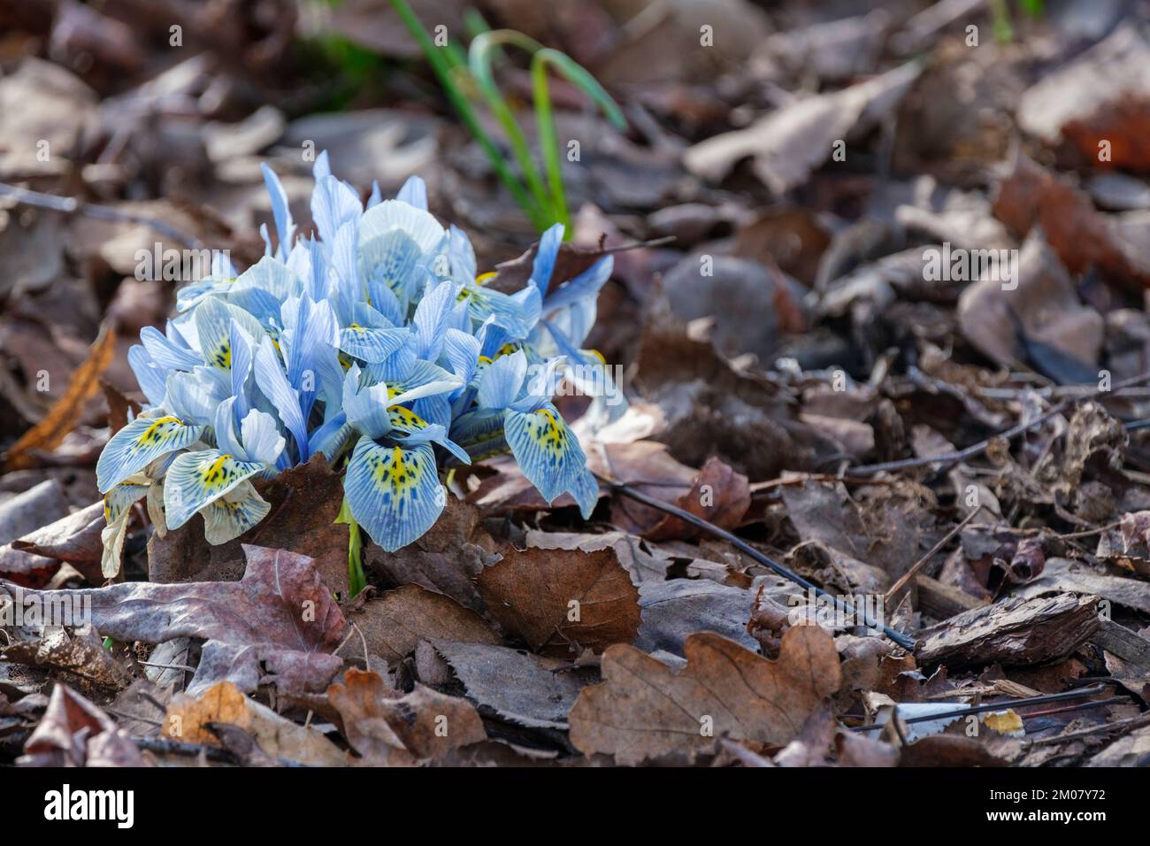 Iris Katherine Hodgkin, iris reticulata Katherine Hodgkin, nana iris Katherine Hodgkin, fiori blu pallido, vene blu profondo, blotch giallo alla base Foto Stock