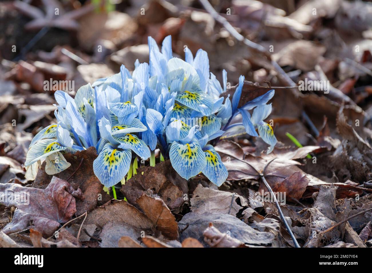 iris Katherine Hodgkin, iris reticulata Katherine Hodgkin, nana iris Katherine Hodgkin, fiori blu pallido, vene blu profondo, blotch giallo alla base Foto Stock