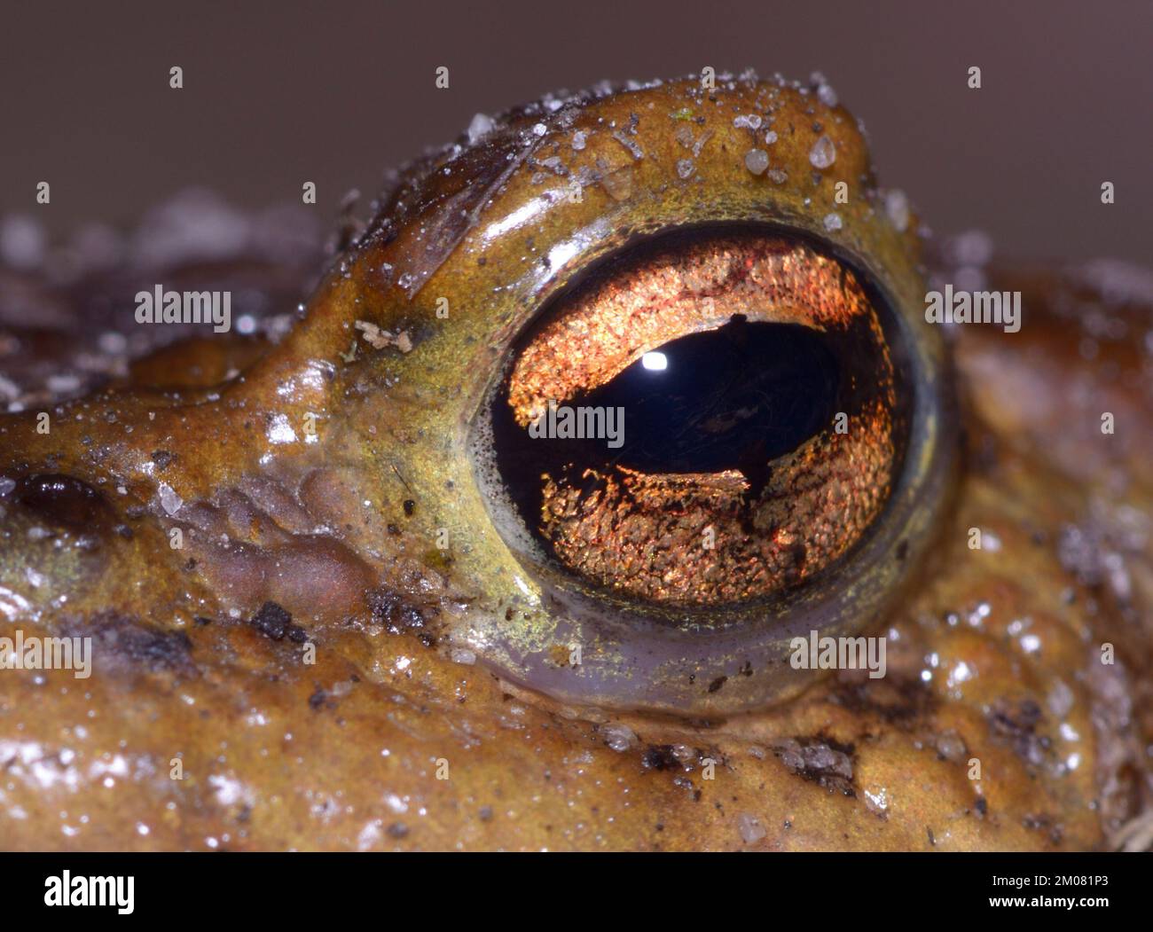 Grande occhio di rana marrone, macro orizzontale Foto Stock