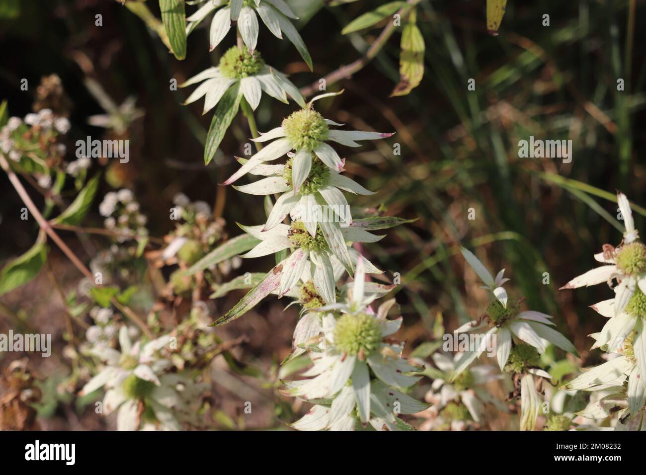 I fiori di beebalm piuttosto macchiato nella foresta Foto Stock