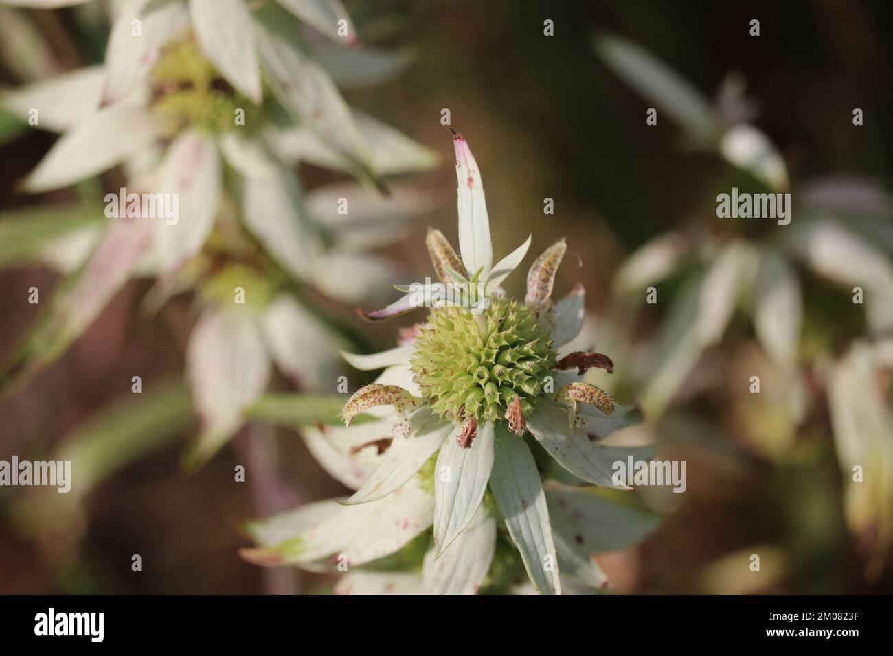 Un primo piano dei graziosi fiori di api macchiati nella foresta Foto Stock