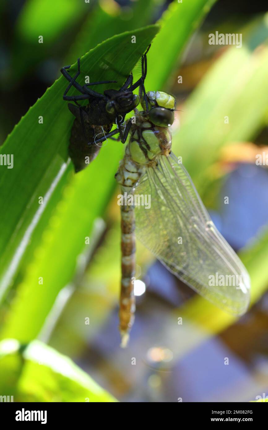 Le libellule (Odonata) fanno un ordine all'interno della classe di insetti (Insecta) Foto Stock